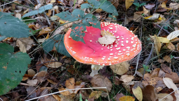 Картинка природа грибы +мухомор осень гриб листья мухомор