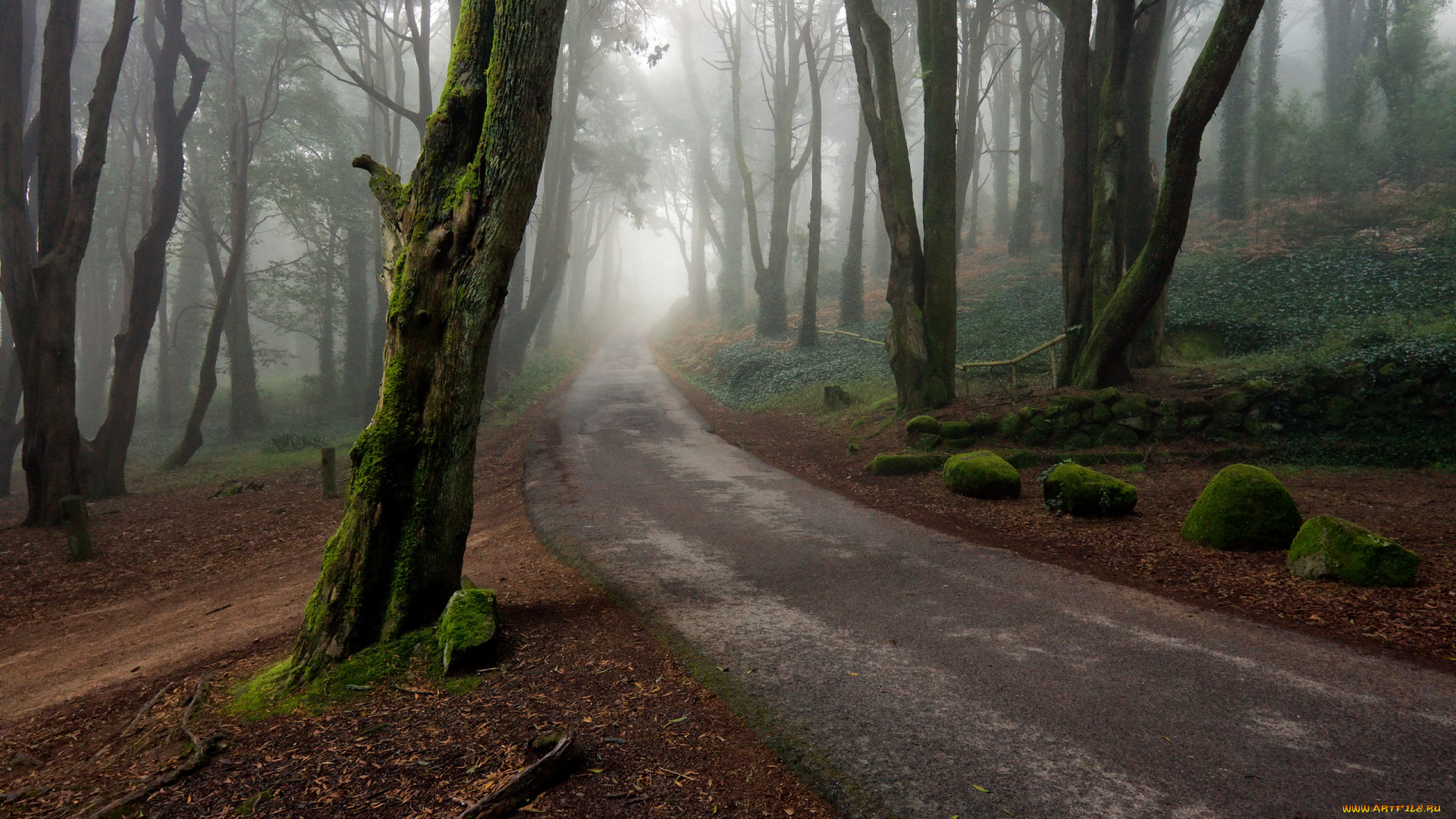 природа, дороги, дорога, туман, лес