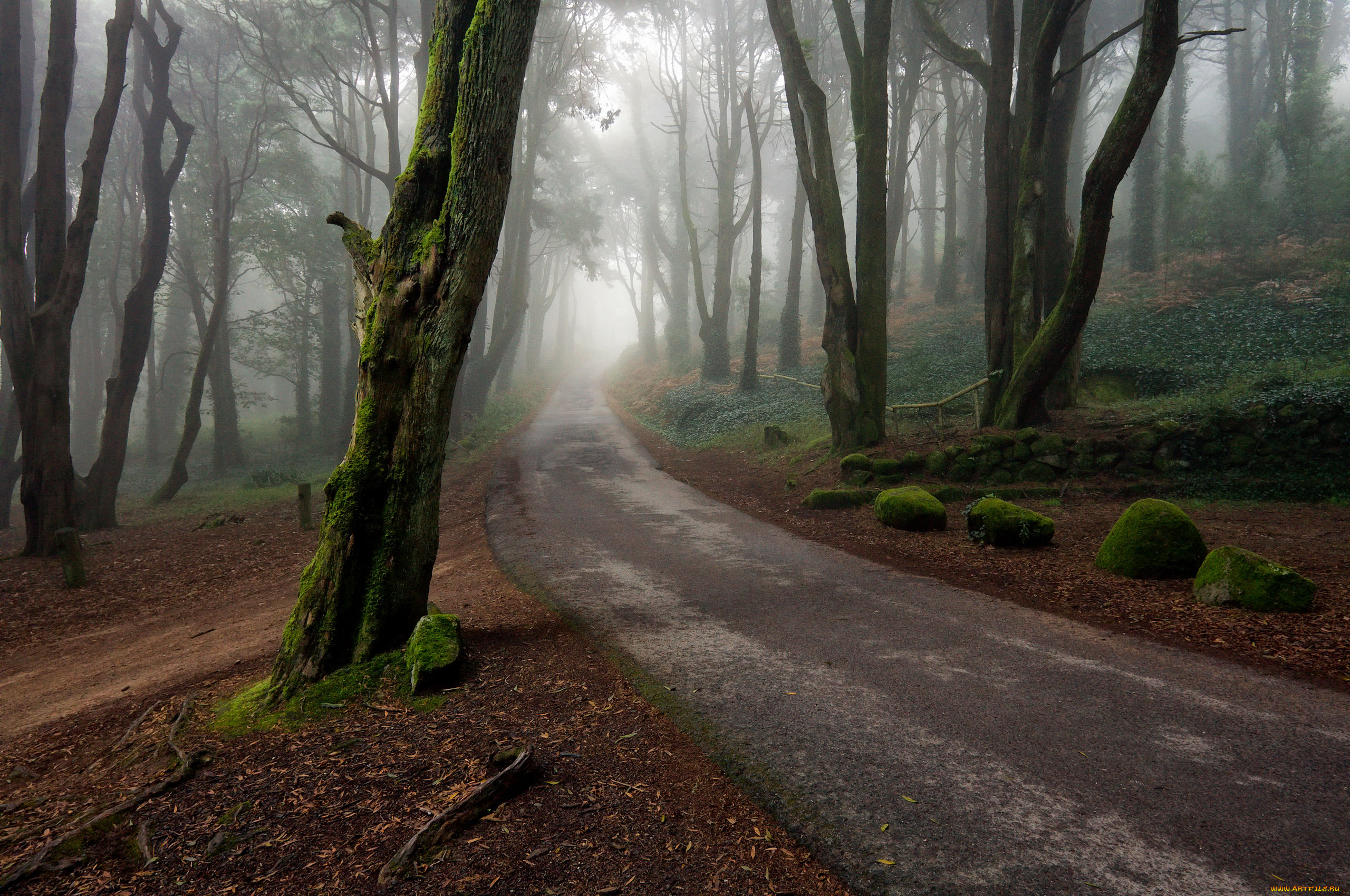 природа, дороги, дорога, туман, лес