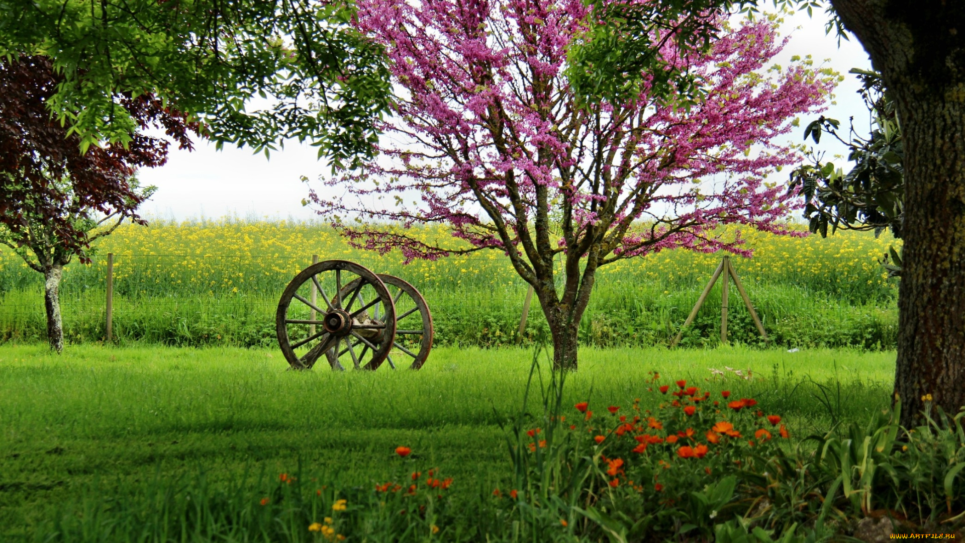 природа, пейзажи, трава, колесо, ограда, поле, деревья, цветы