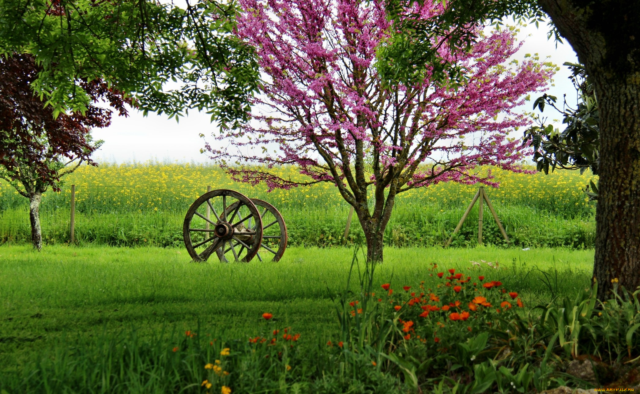 природа, пейзажи, трава, колесо, ограда, поле, деревья, цветы