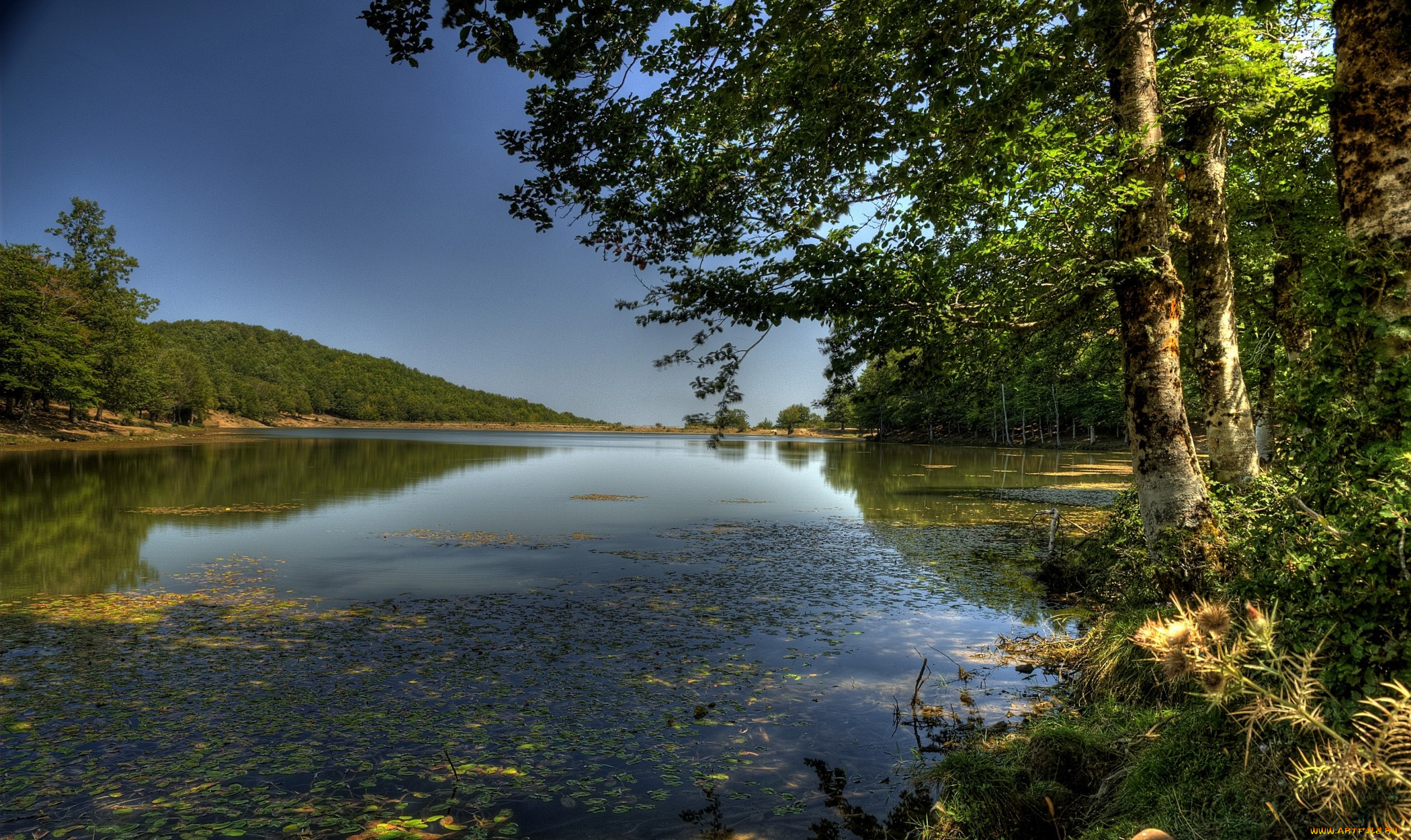 nebrodi, lago, maulazzo, природа, реки, озера, лето, водоросли, лес, река