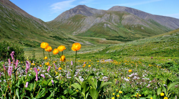 Картинка природа луга горы долина луг трава цветы