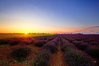 Картинка природа восходы закаты солнце цветы лаванда поле