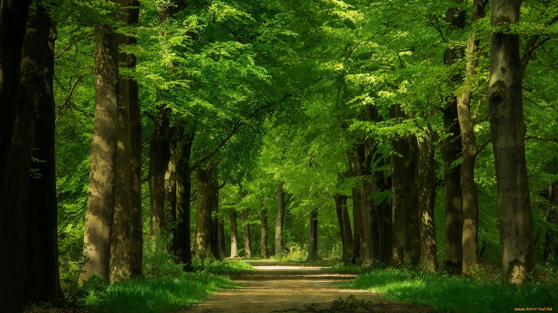природа, дороги, дорожка, деревья, аллея