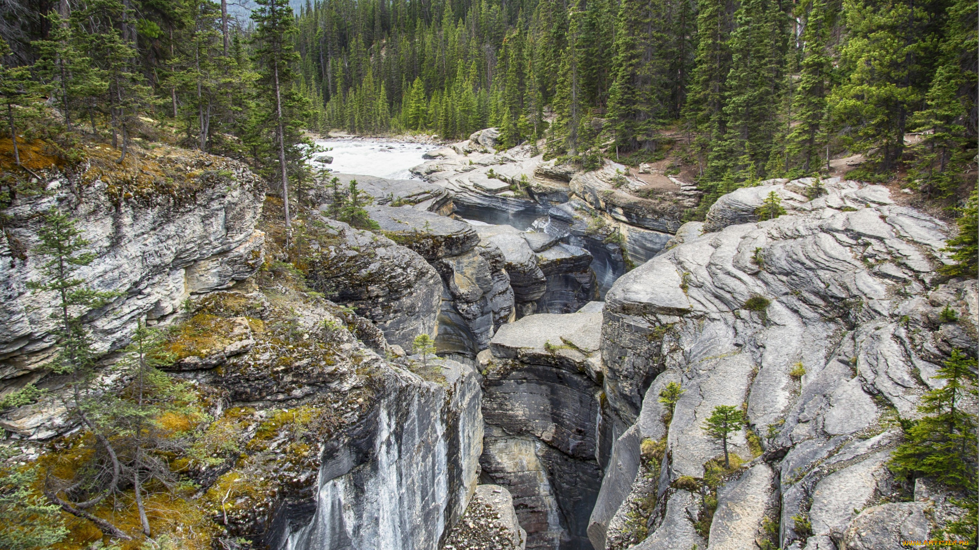 природа, горы, canada, alberta, banff, national, park, mistaya, canyon, ручей, скалы, деревья, камни, лес