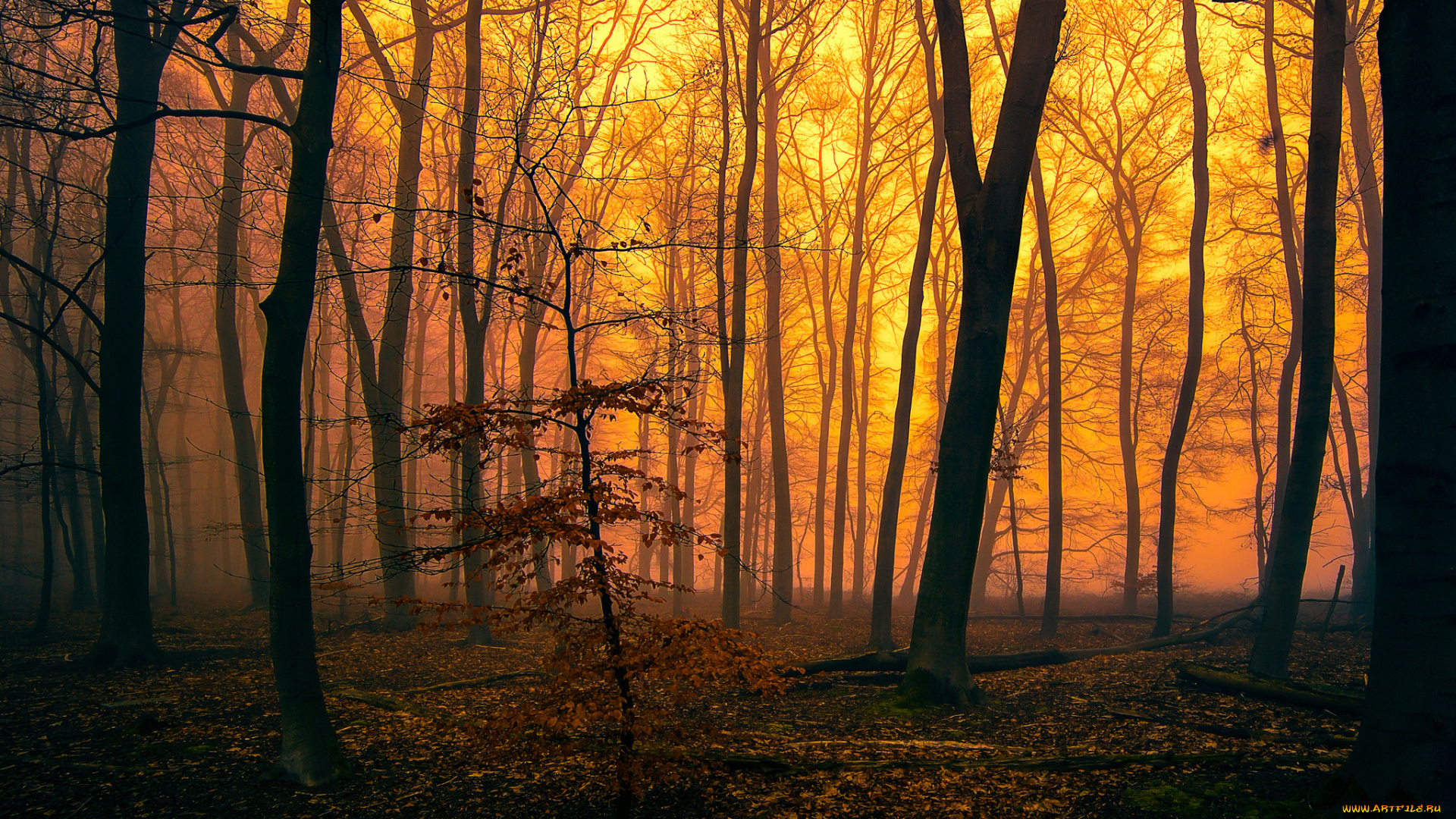 природа, лес, деревья, вечер, туман, зарево, осень