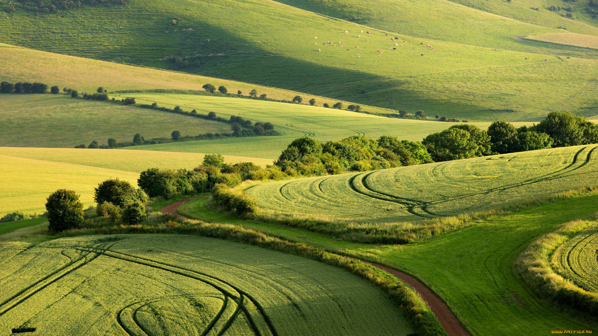 природа, поля, лето, графство, суссекс, south, downs, national, park, англия