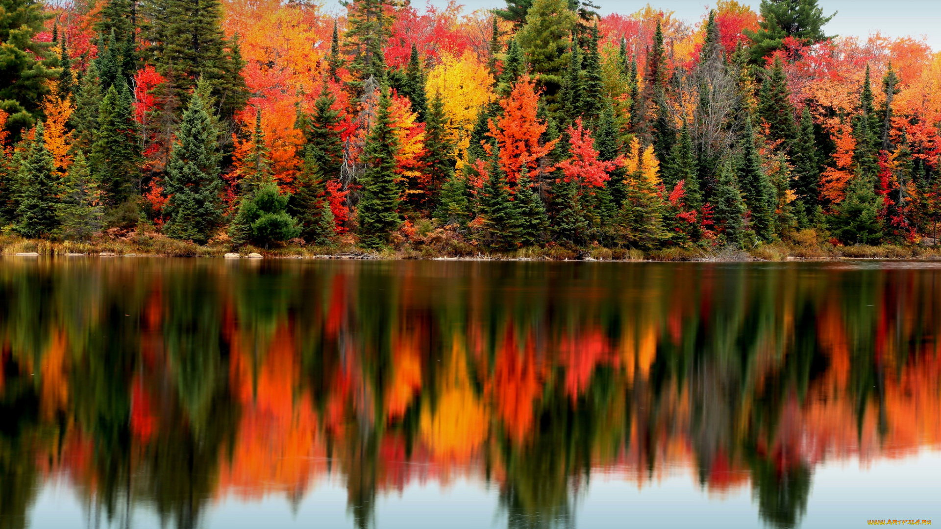 природа, реки, озера, лес, деревья, озеро, отражение, осень