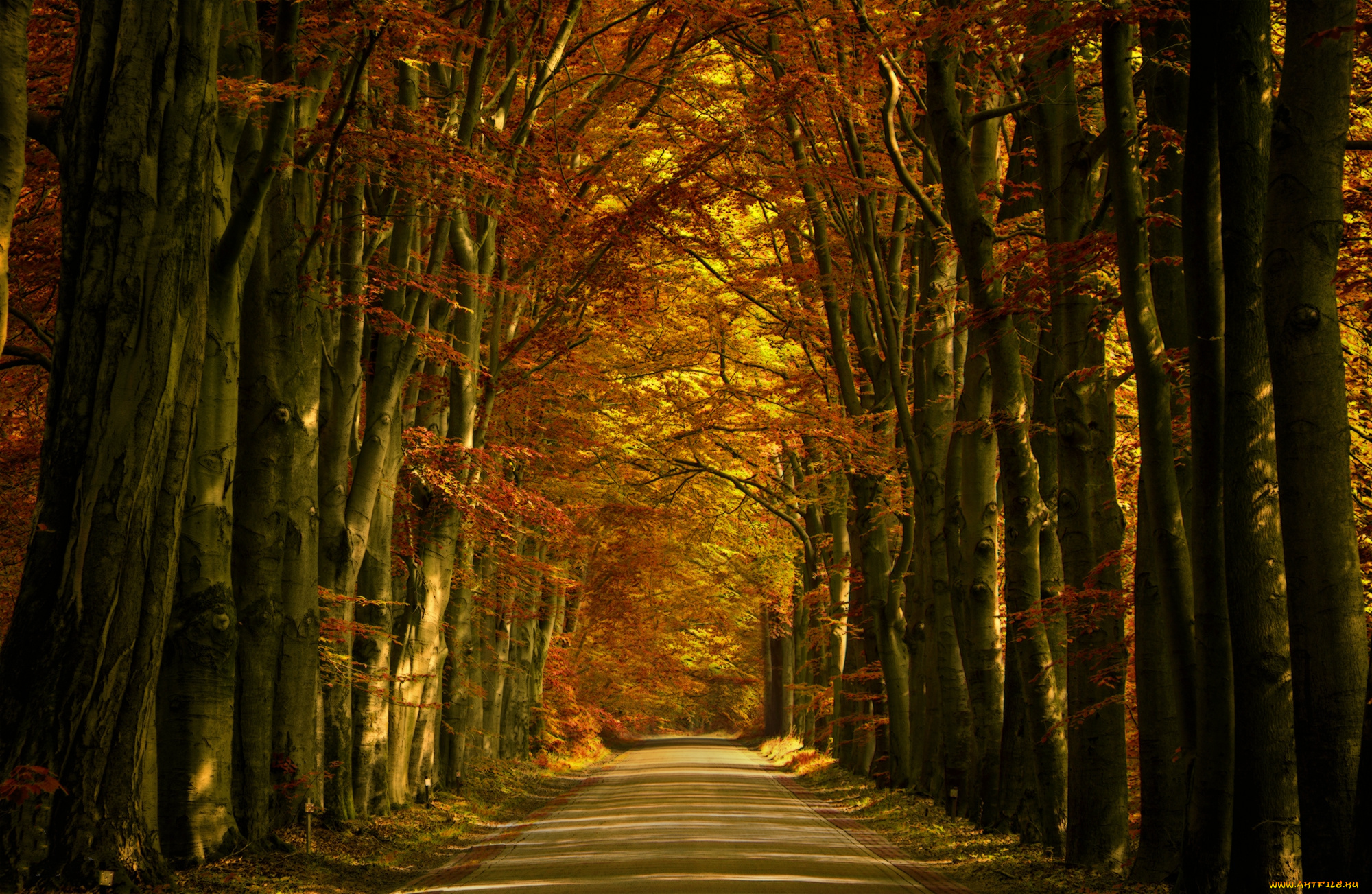 природа, дороги, дорожка, деревья, аллея
