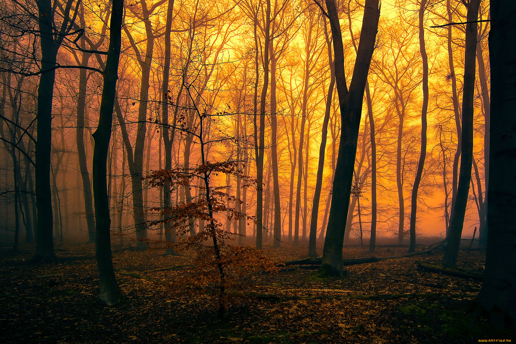 природа, лес, деревья, вечер, туман, зарево, осень