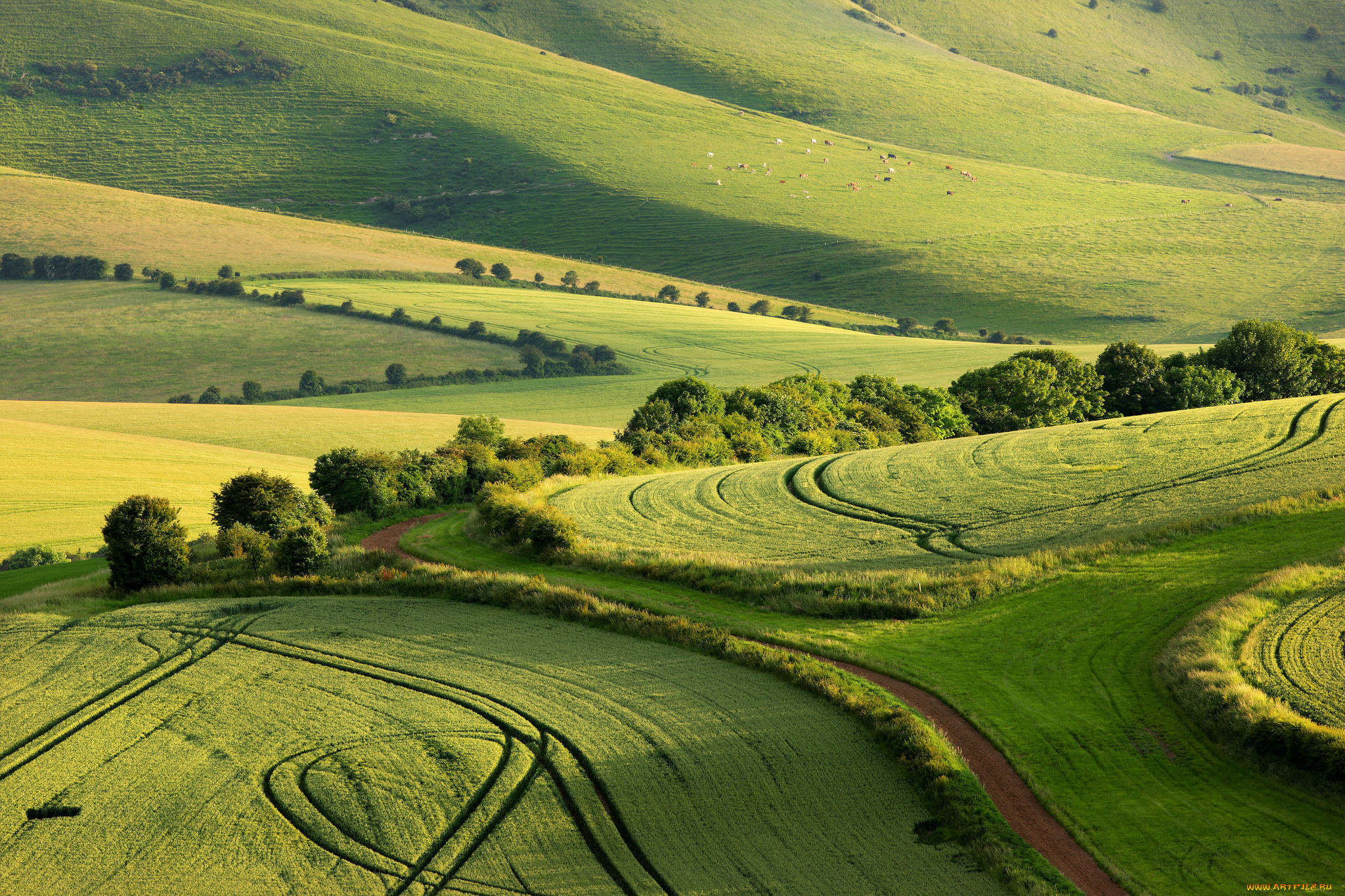 природа, поля, лето, графство, суссекс, south, downs, national, park, англия