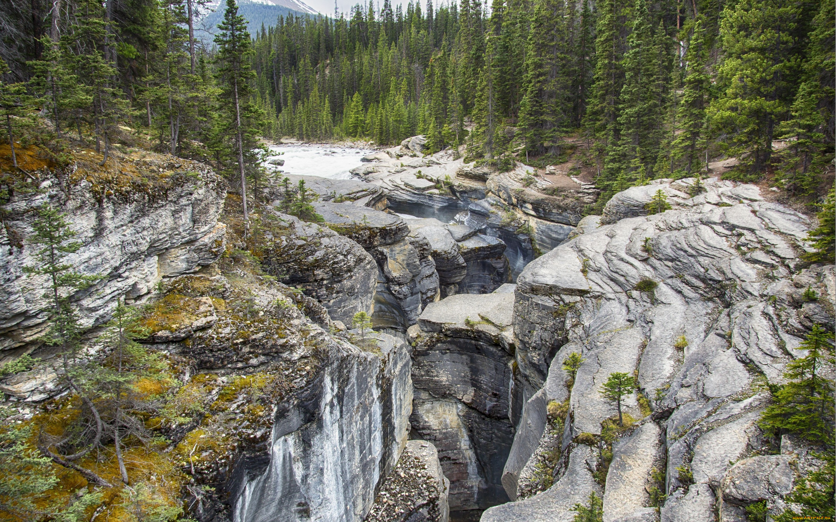 природа, горы, canada, alberta, banff, national, park, mistaya, canyon, ручей, скалы, деревья, камни, лес