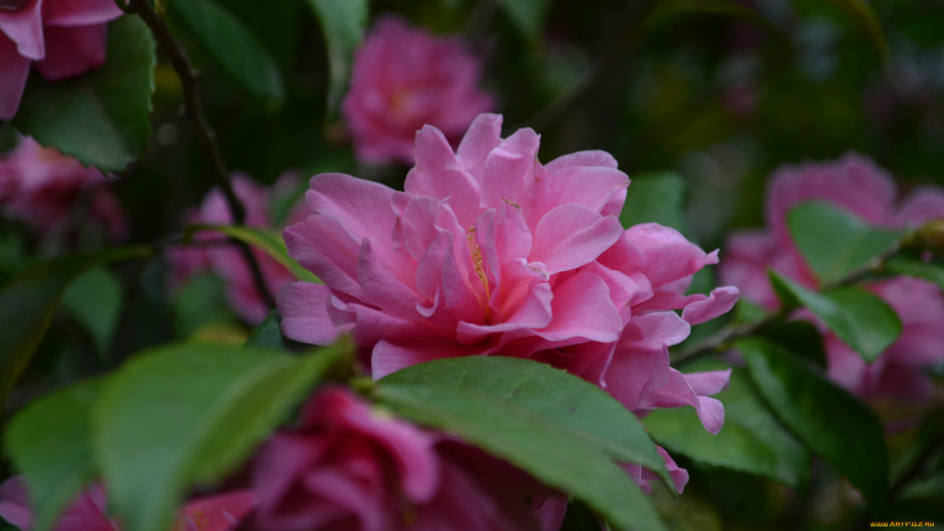 цветы, камелии, camellia, кустарник, цветение, бутон, листья, камелия, shrubs, flowering, bud, leaf