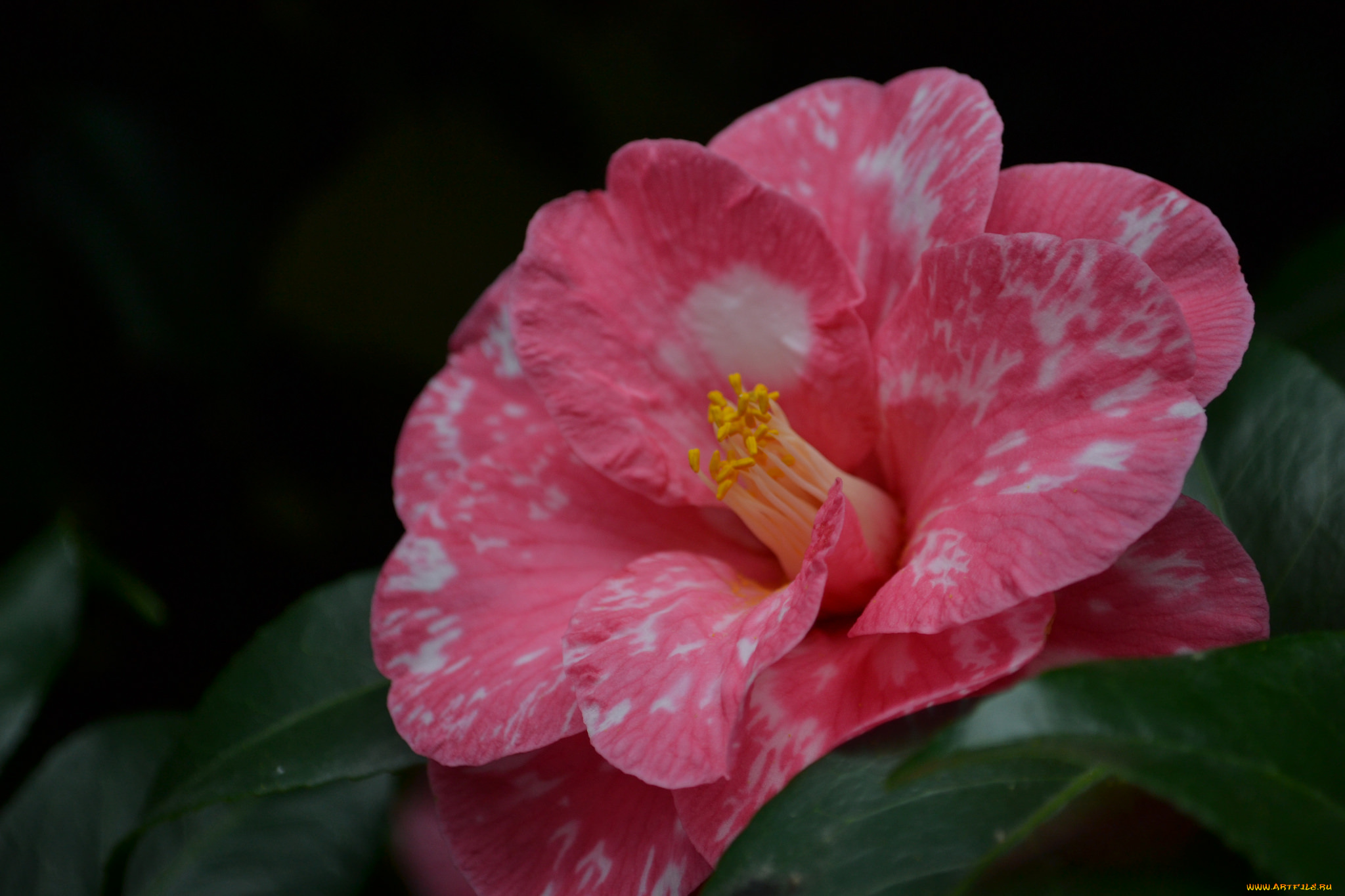 цветы, камелии, bud, leaf, camellia, бутон, цветение, кустарник, листья, камелия, shrubs, flowering