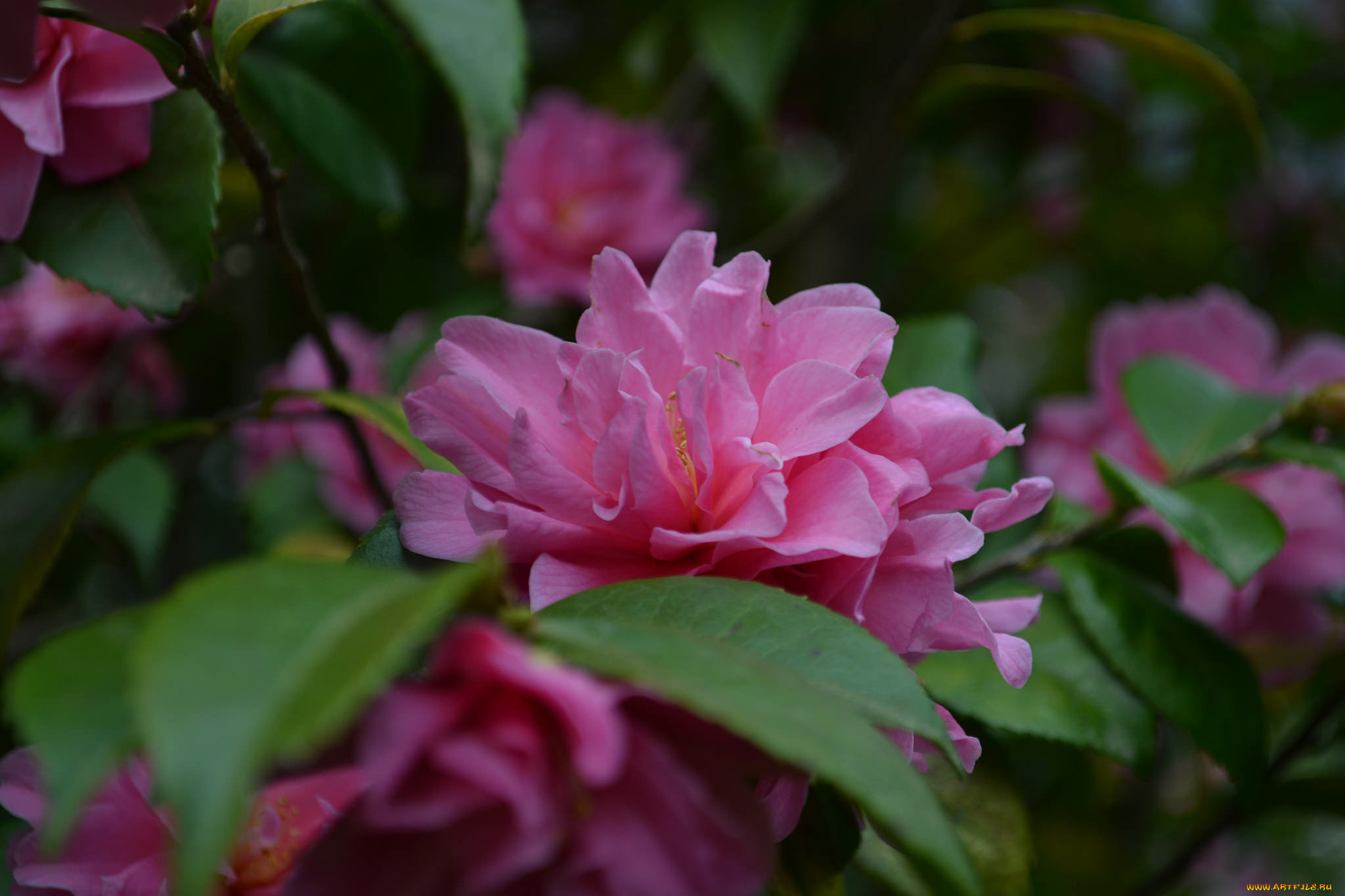 цветы, камелии, camellia, кустарник, цветение, бутон, листья, камелия, shrubs, flowering, bud, leaf