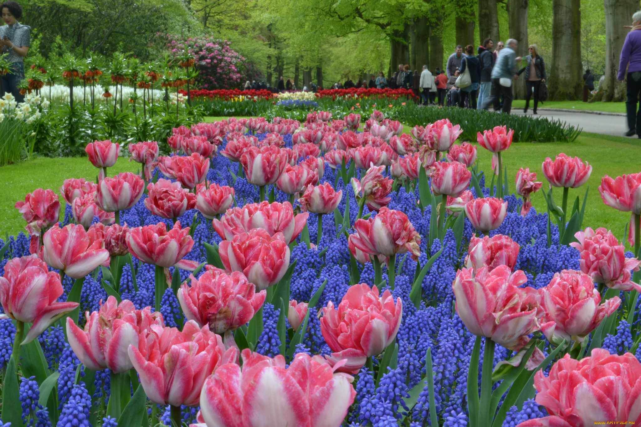 цветы, разные, вместе, природа, весна, цветение, клумба, мускари, тюльпаны, парк