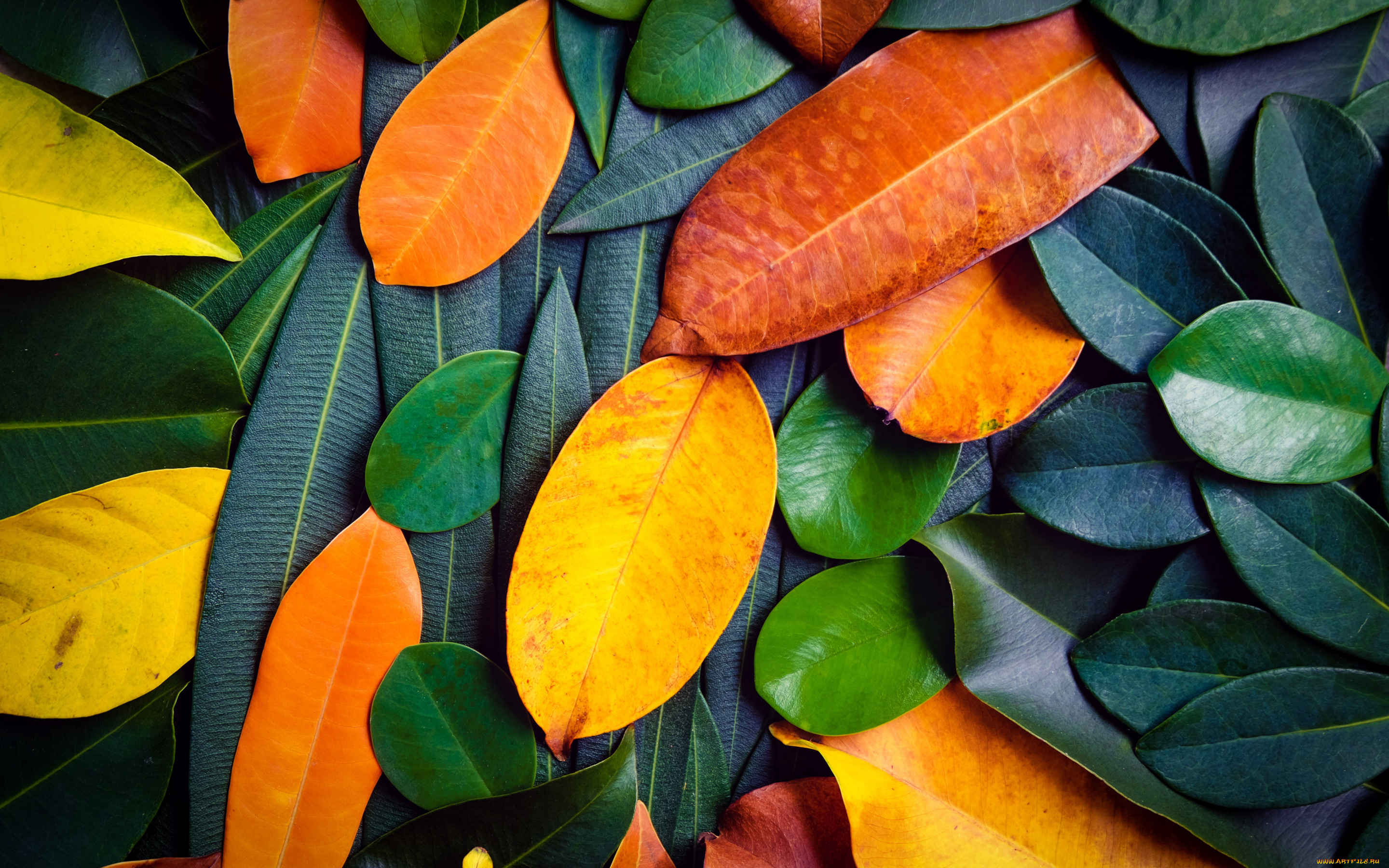 природа, листья, фон, осень, colorful, texture, background, leaves, autumn