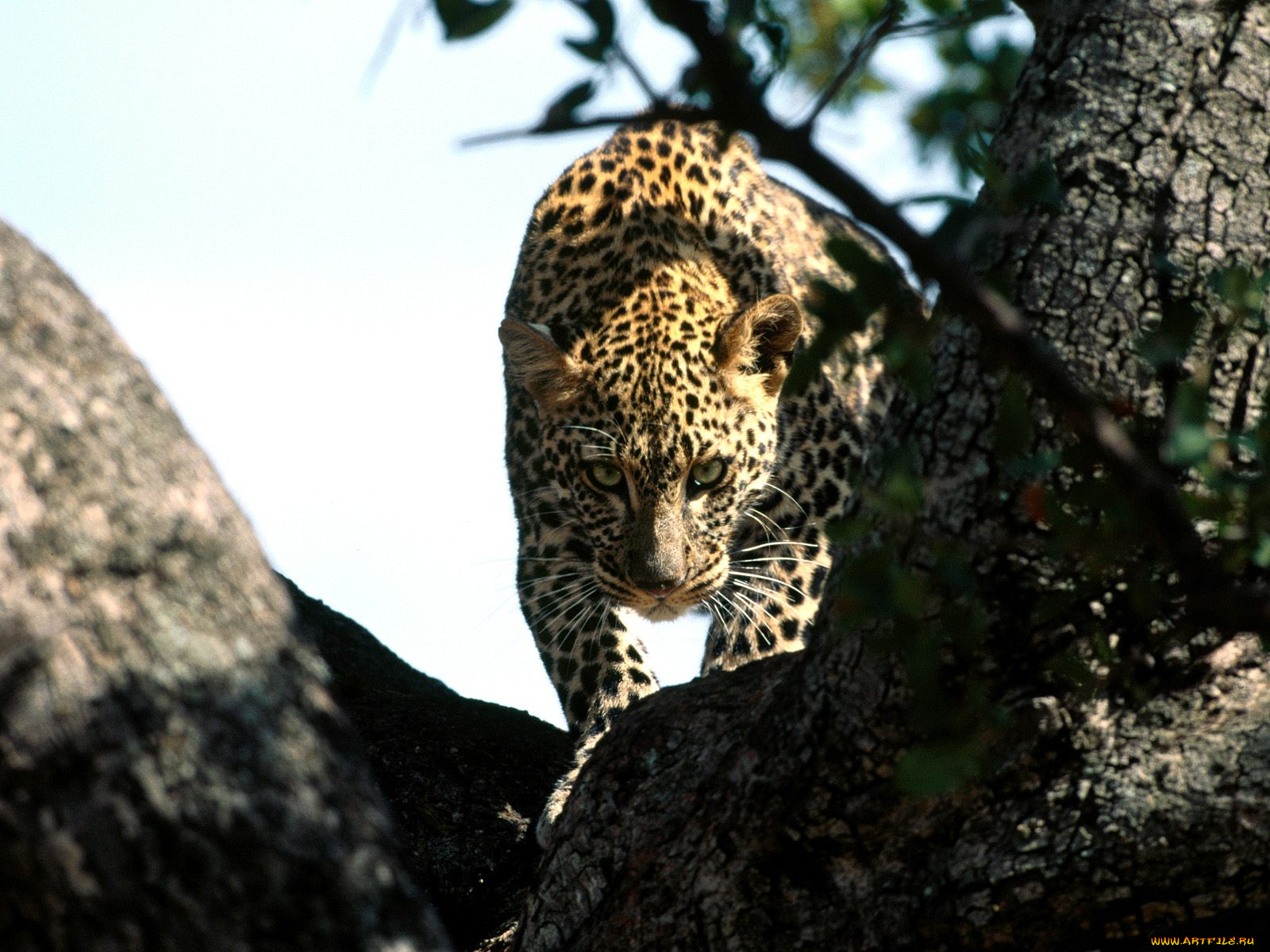 silent, prowler, african, leopard, животные, леопарды