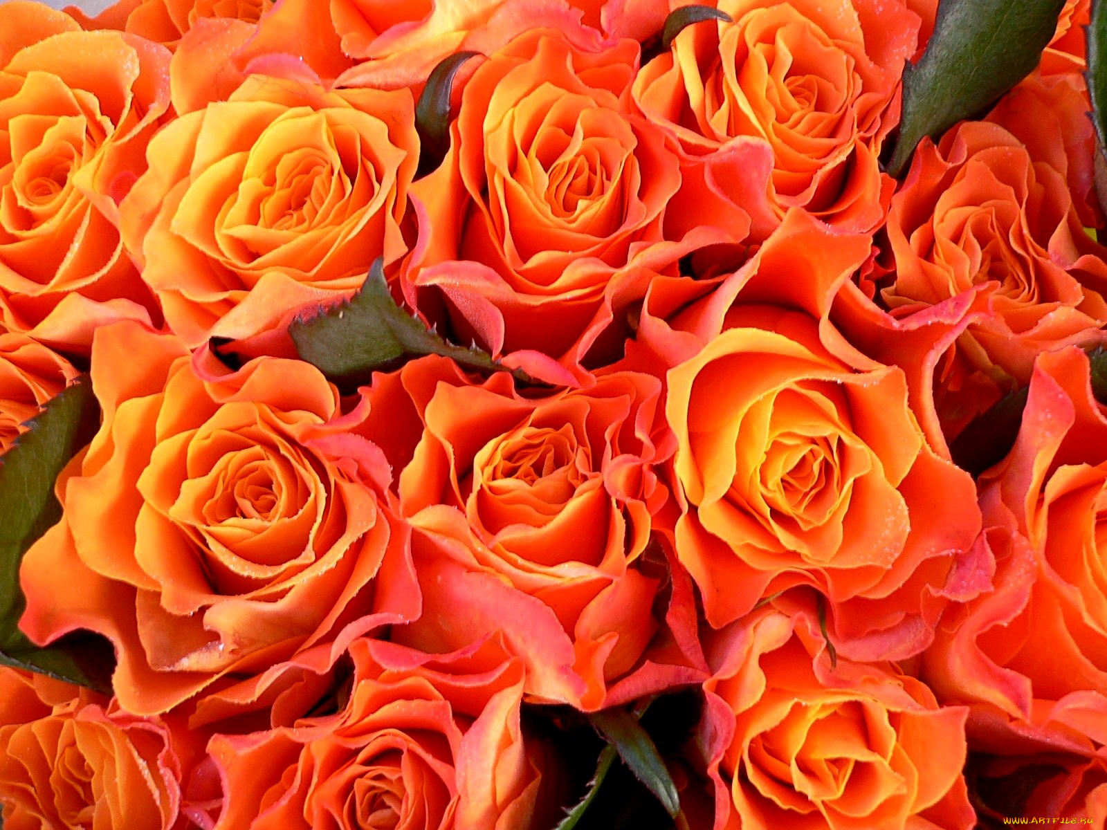 цветы, розы, много, оранжевый