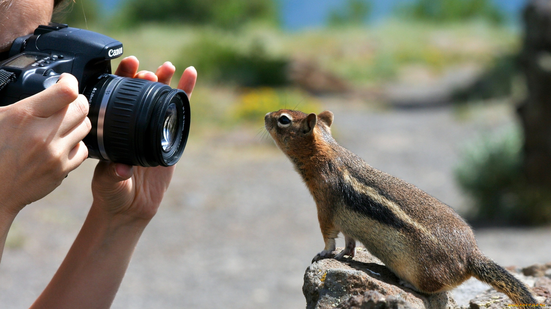животные, бурундуки, фотоаппарат, любопытство