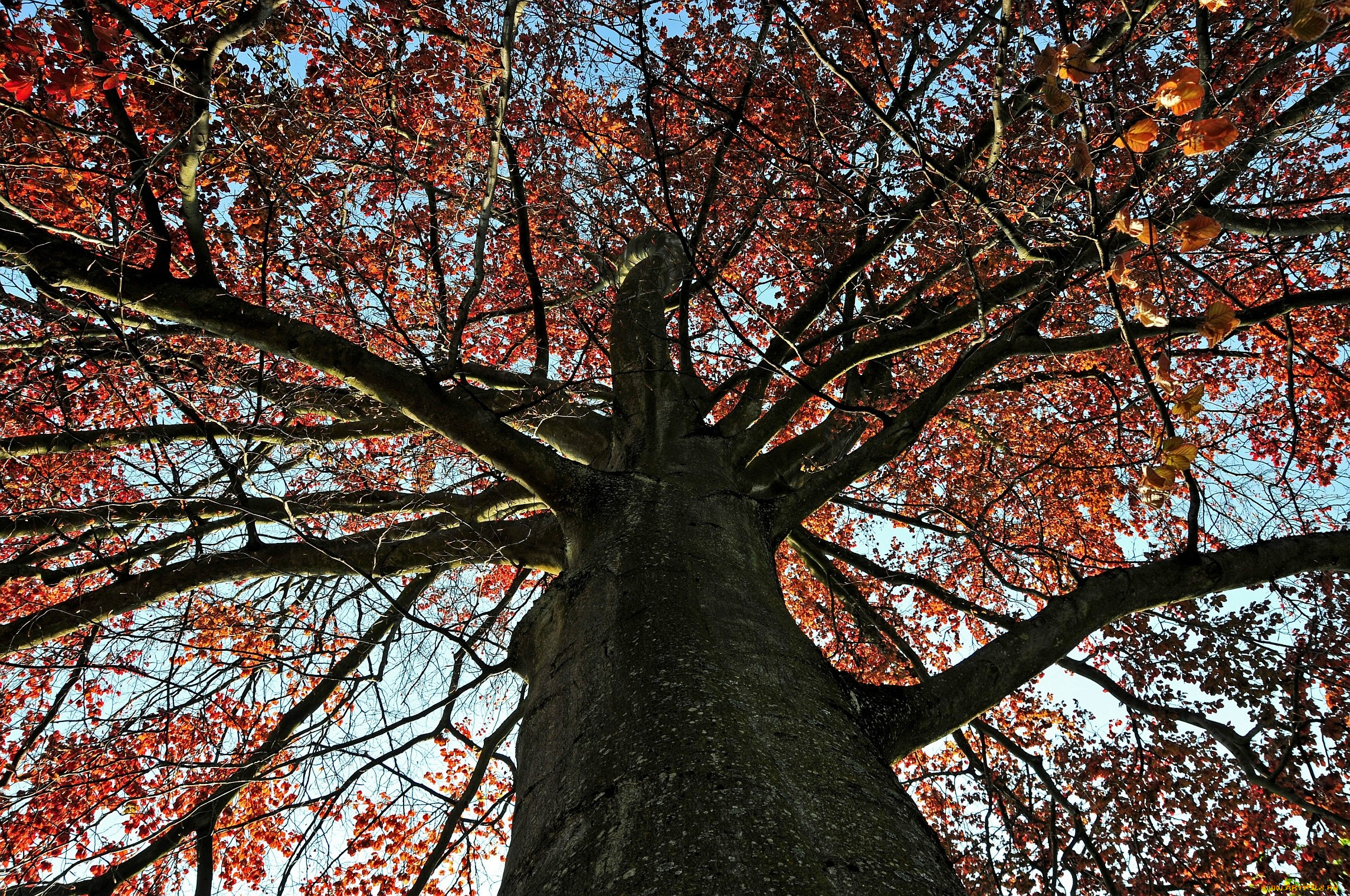 природа, деревья, крона, ветки, красный, осень, листья