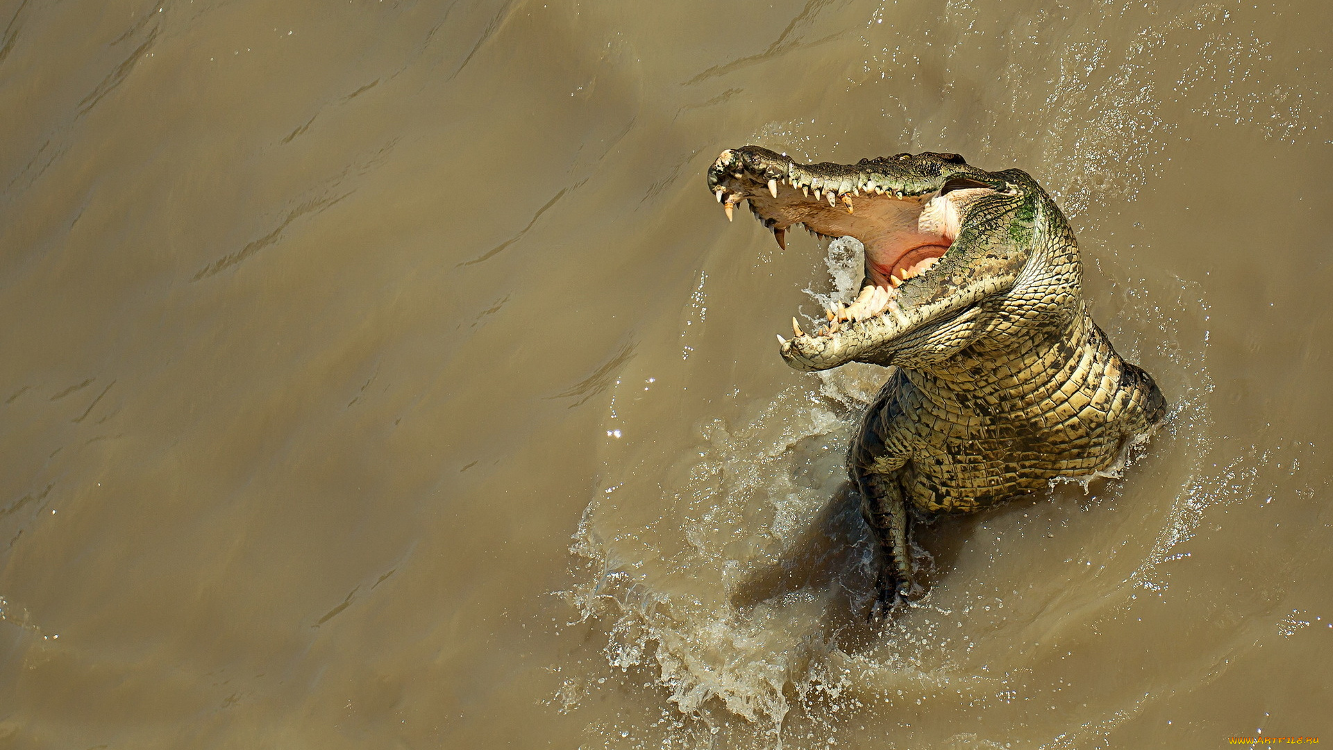 природа крокодил животное море ветка бесплатно