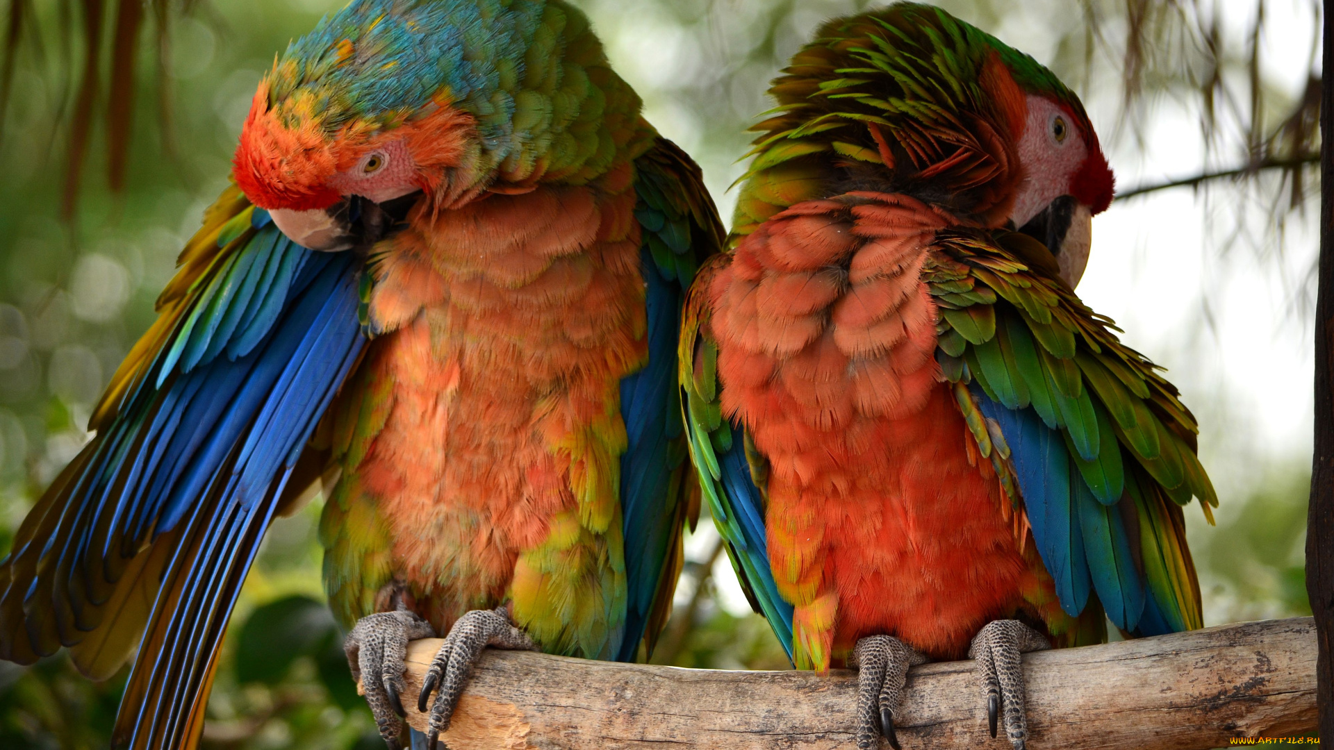 животные, попугаи, разноцветный, перья