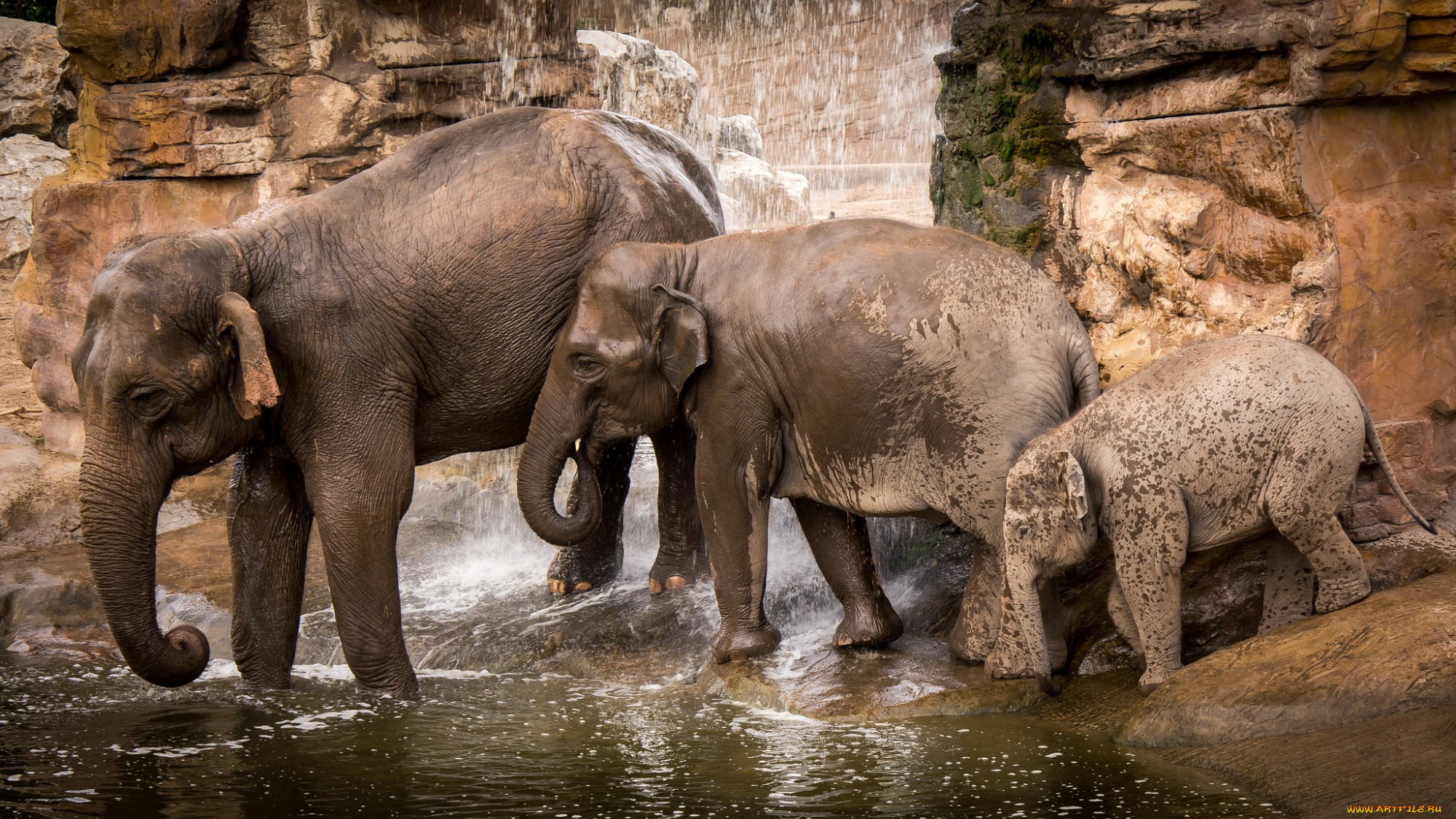 животные, слоны, помывка, семья, вода