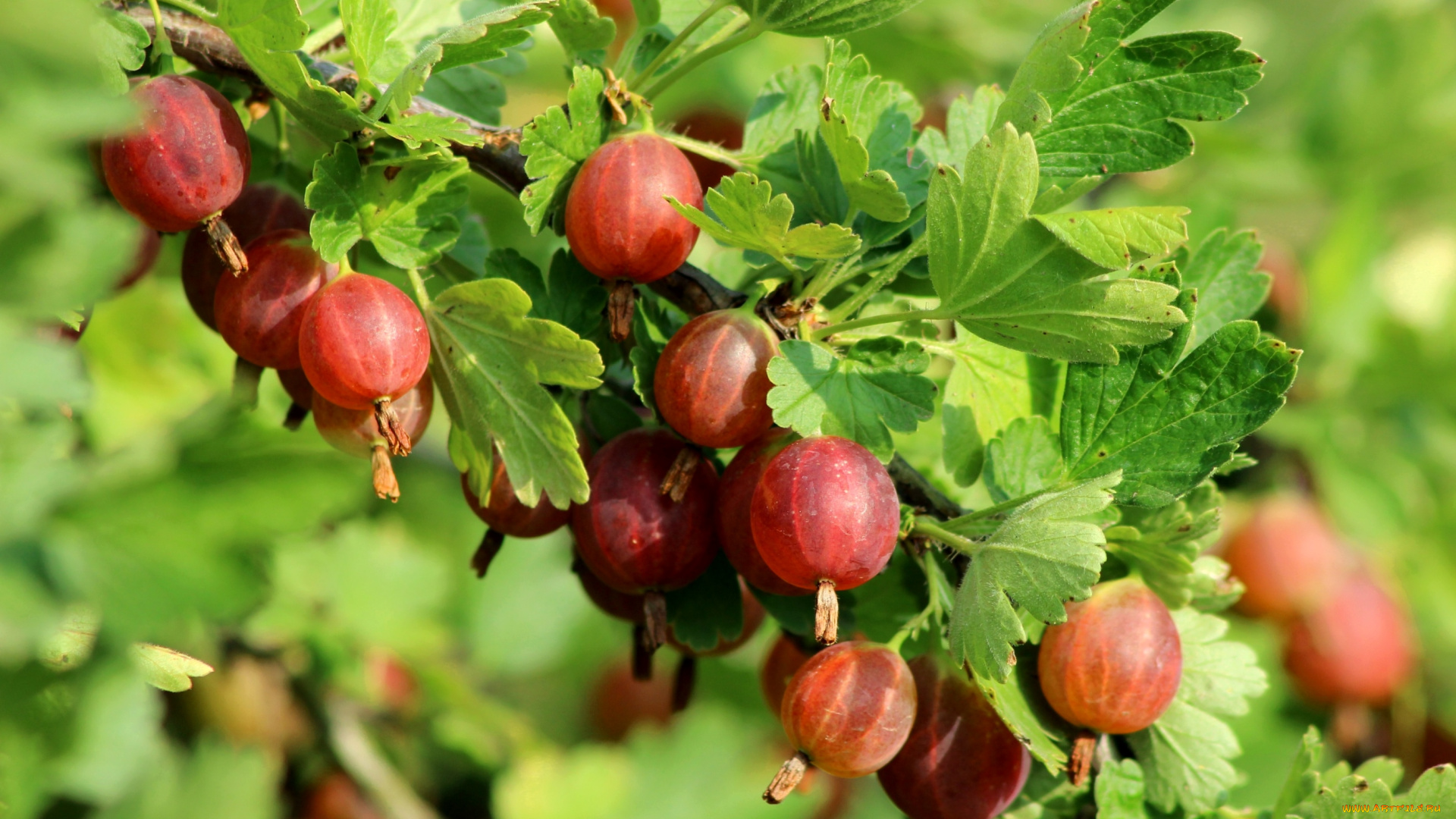 Куст крыжовника фото. Крыжовник Хиннонмаки Грин. Крыжовник (ribes grossularia `Командор`). Крыжовник Балтийский. Крыжовник красный бесшипный.