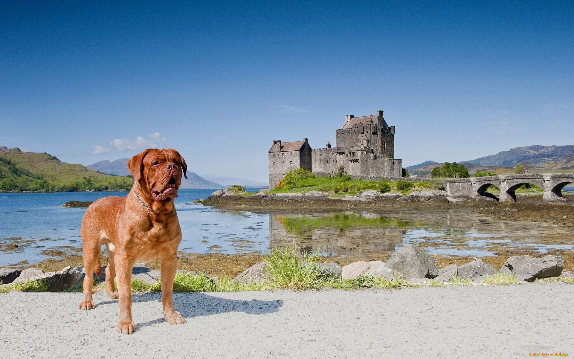животные, собаки, шотландия, дорн, пейзаж, мост, scotland, замок, эйлиан, донан, dornie, eilean, donan, castle, бордоский, дог