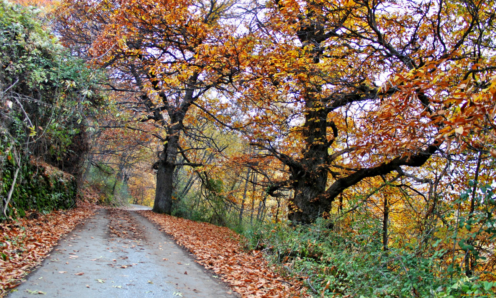 природа, дороги, лес, дорога, осень, желтые, кроны