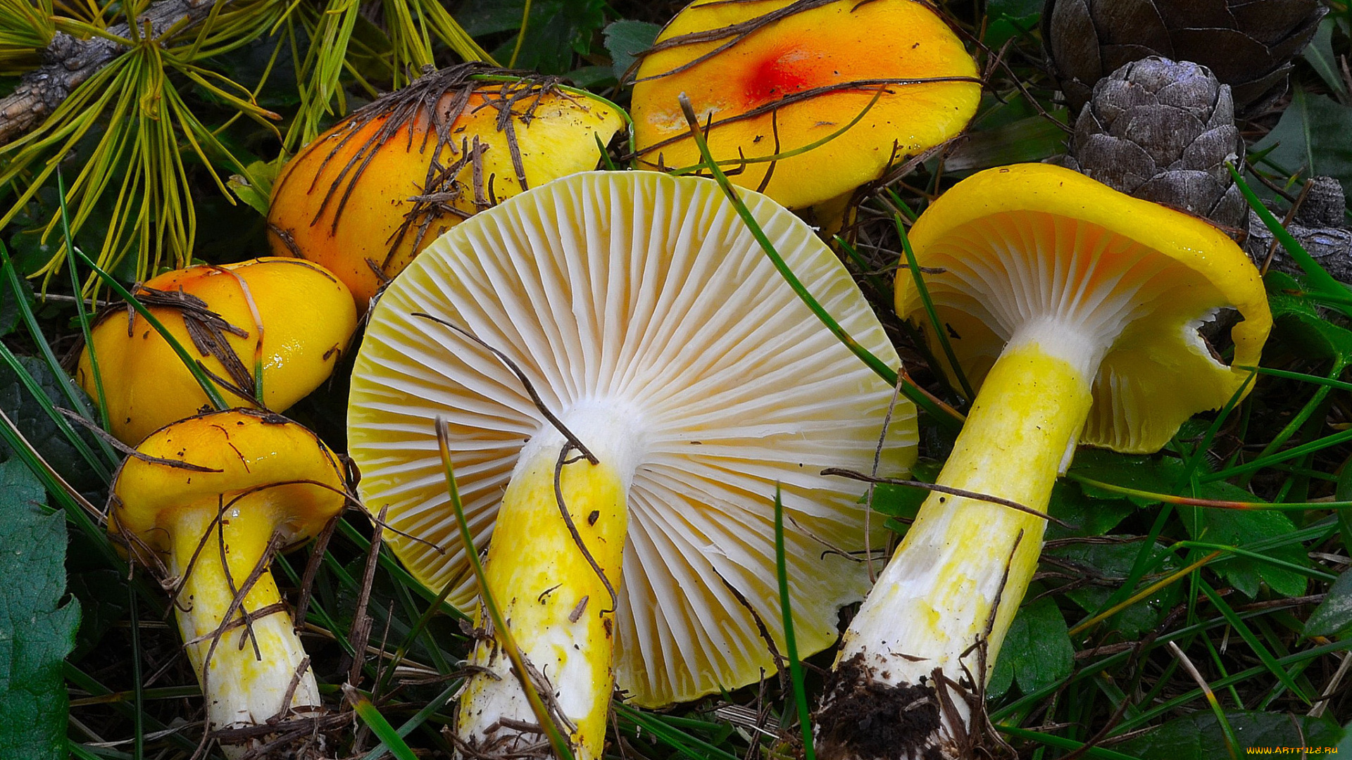 природа, грибы, шишки, жёлтые