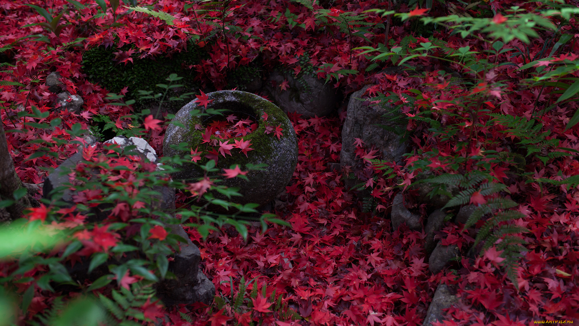 природа, листья, клён, японский, киото, Япония, камни, папоротник, листва, осень, violatango, photography, мох
