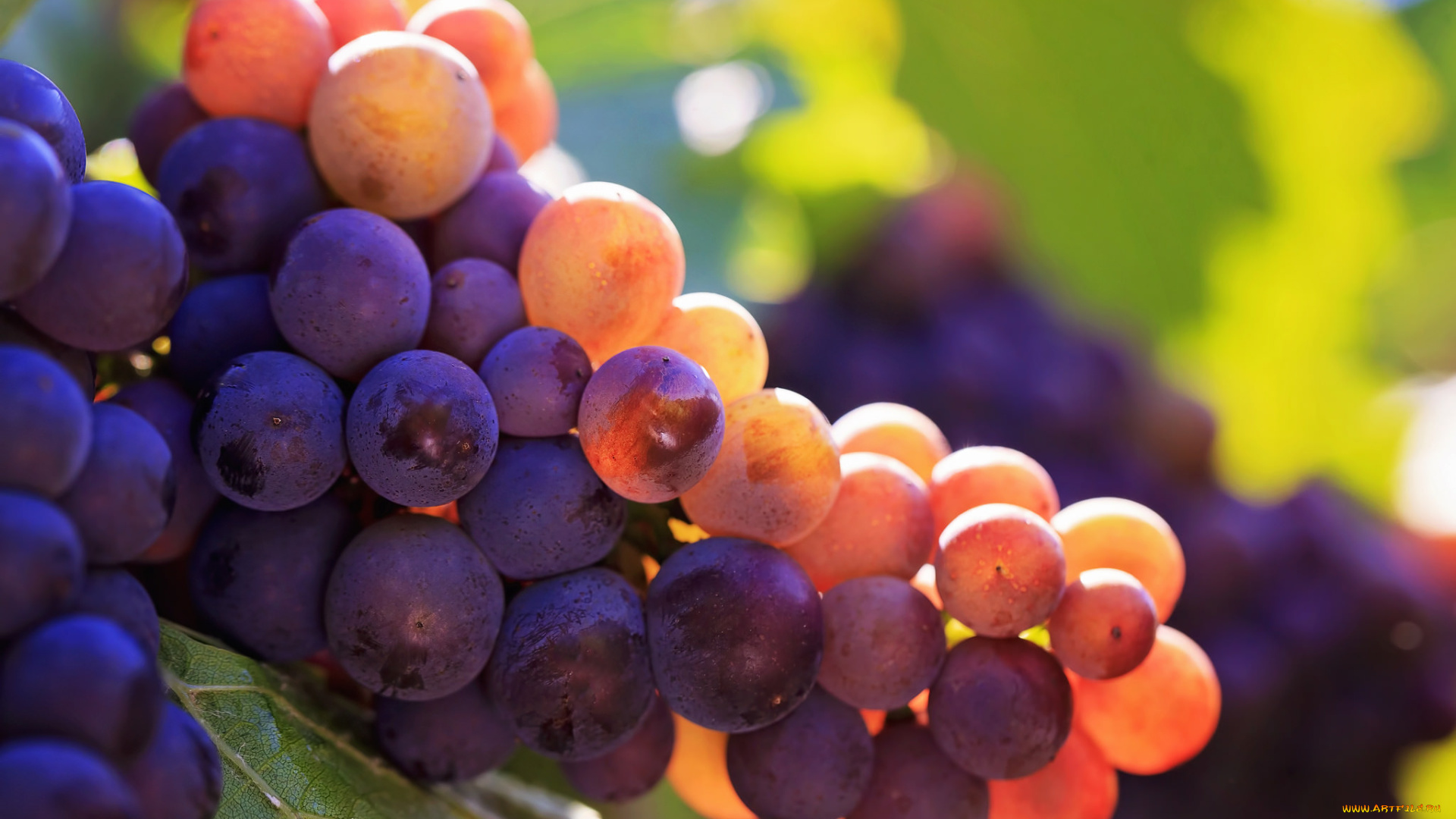 природа, плоды, гроздь, виноград, виноградники, bunch, grapes, vineyards
