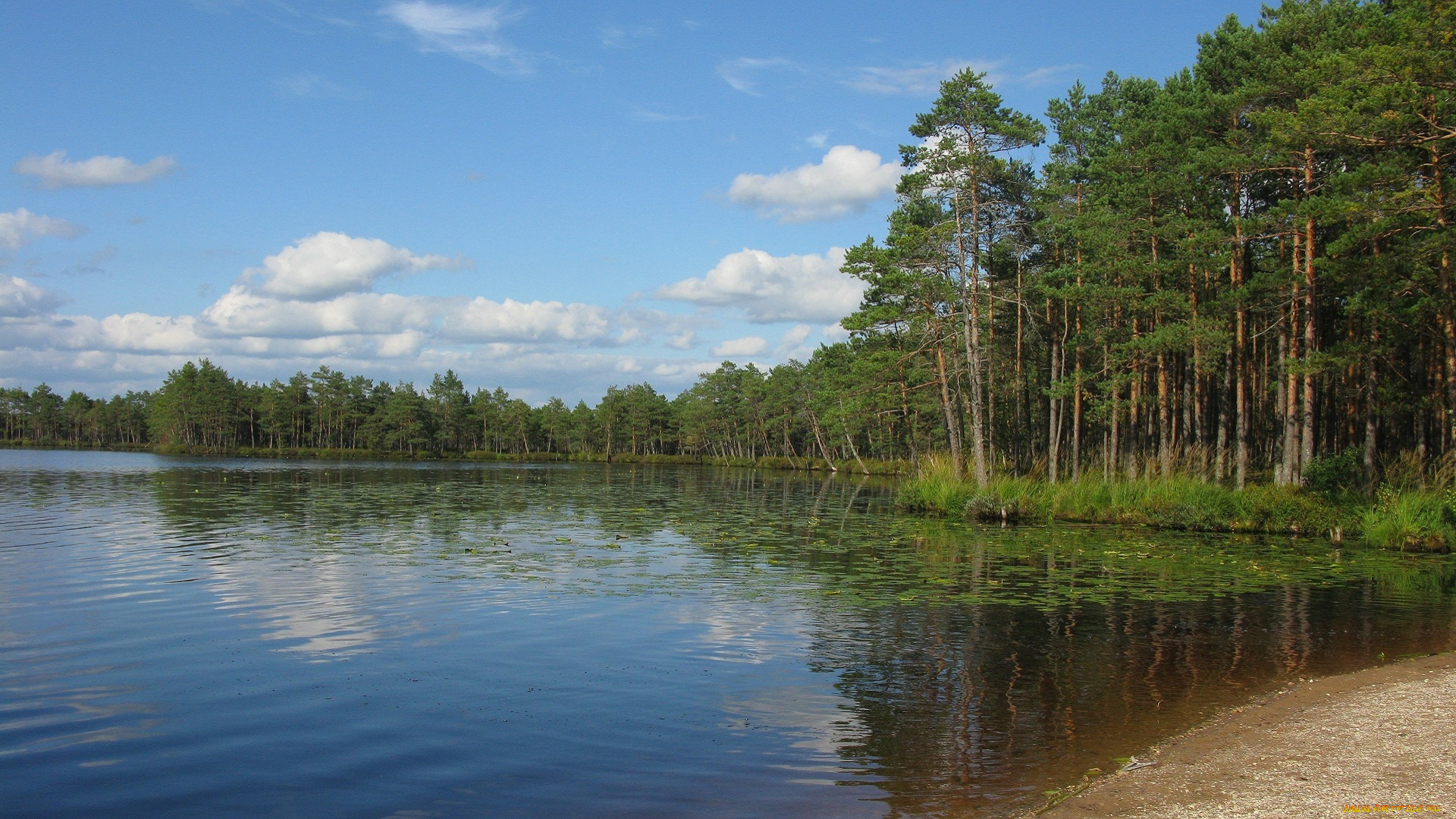 природа, реки, озера, озеро, осень, лес