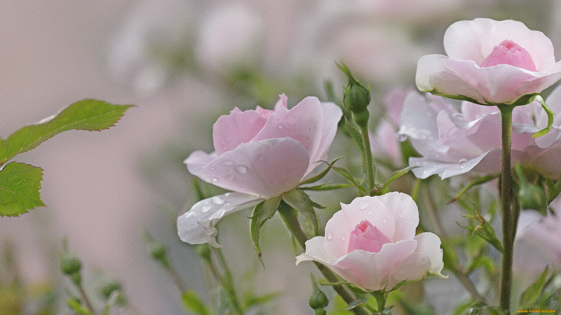 разное, компьютерный, дизайн, blossoms, leaves, petals, bud, роза, бутон, листья, лепестки, rose, цветение