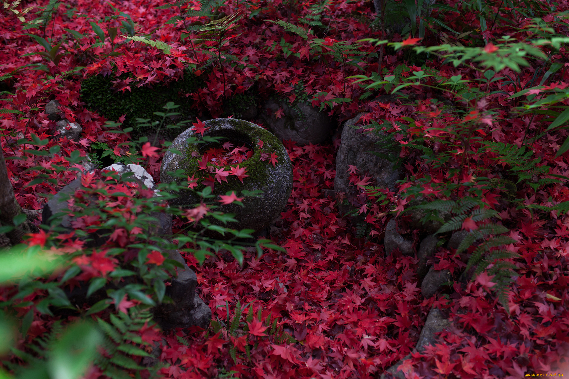 природа, листья, клён, японский, киото, Япония, камни, папоротник, листва, осень, violatango, photography, мох