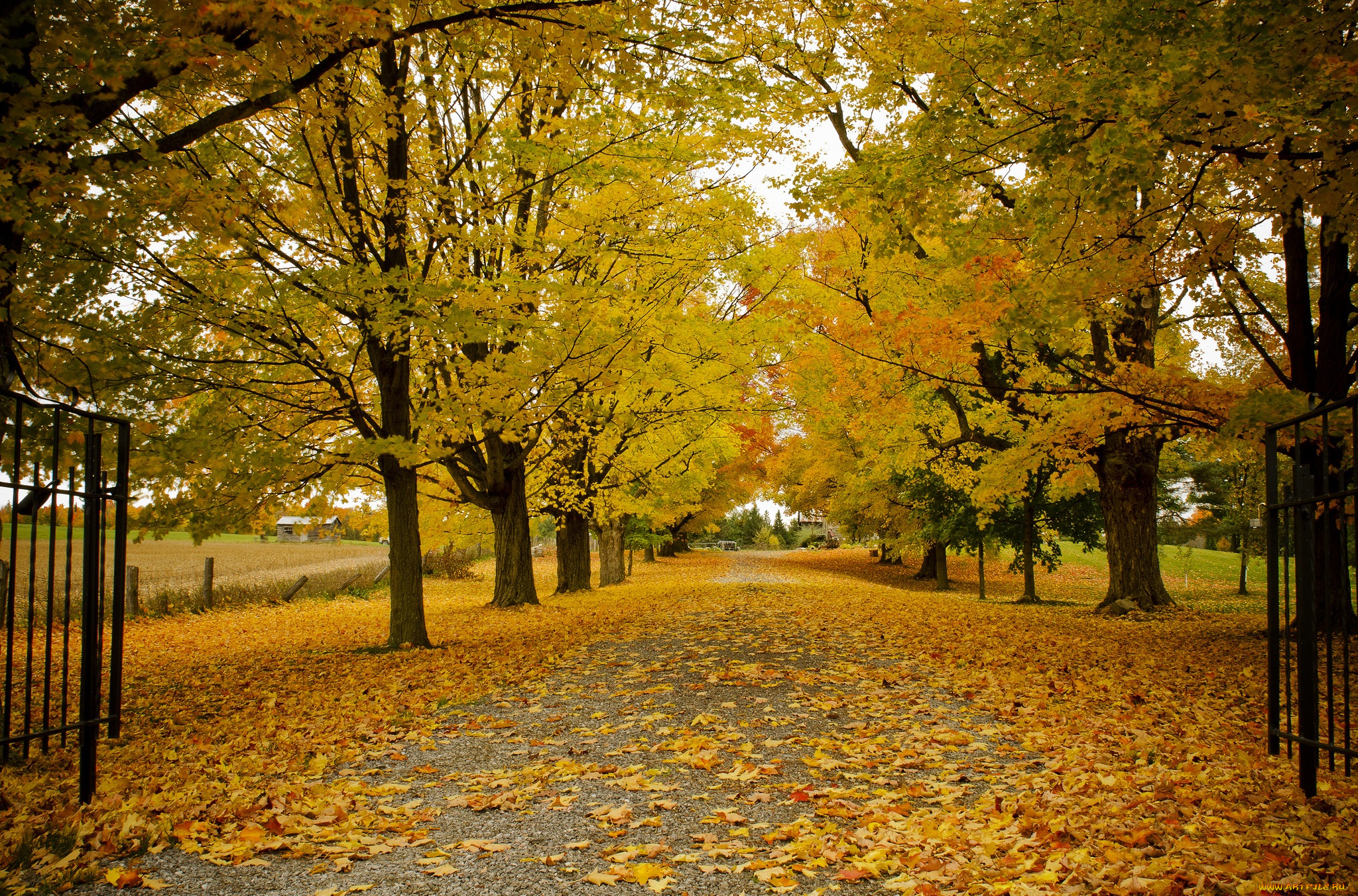 природа, дороги, beth, walsh, photography, листва, ворота, дорога, деревья, осень, канада, онтарио