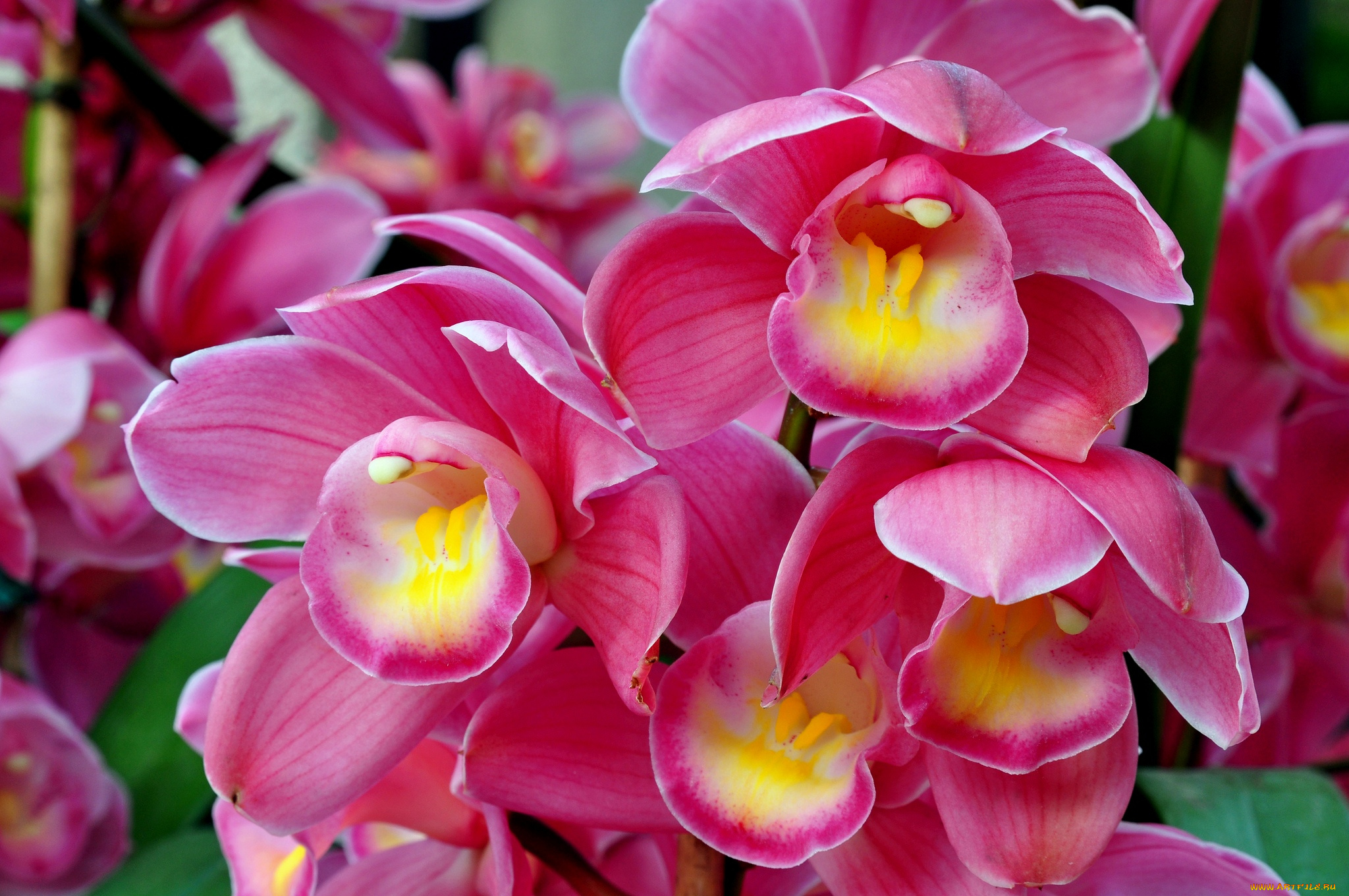 цветы, орхидеи, flowers, flowering, orchids, цветение