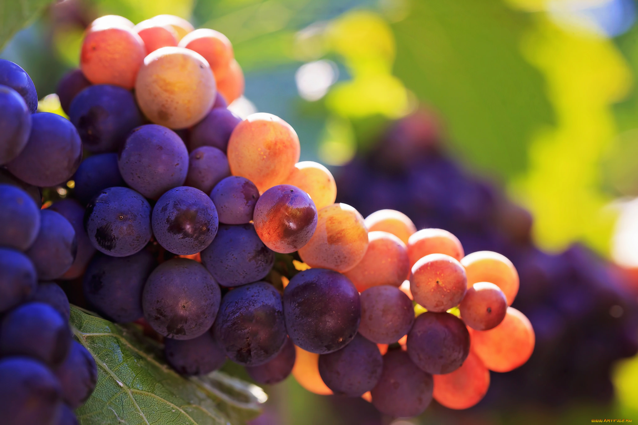 природа, плоды, гроздь, виноград, виноградники, bunch, grapes, vineyards