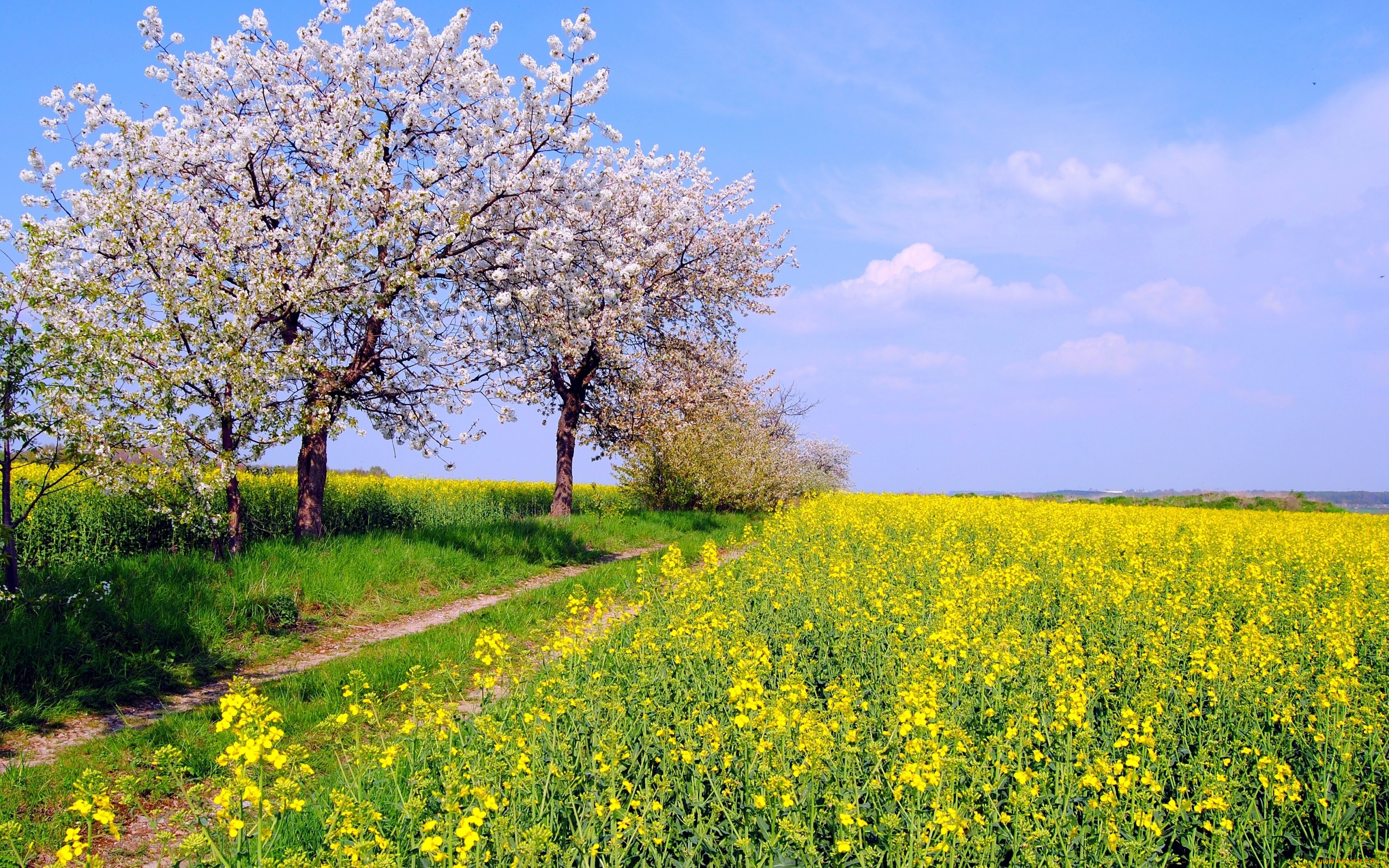 природа, поля, небо, рапс, цвет, деревья, by, hans, vaupel, поле, май, весна, германия