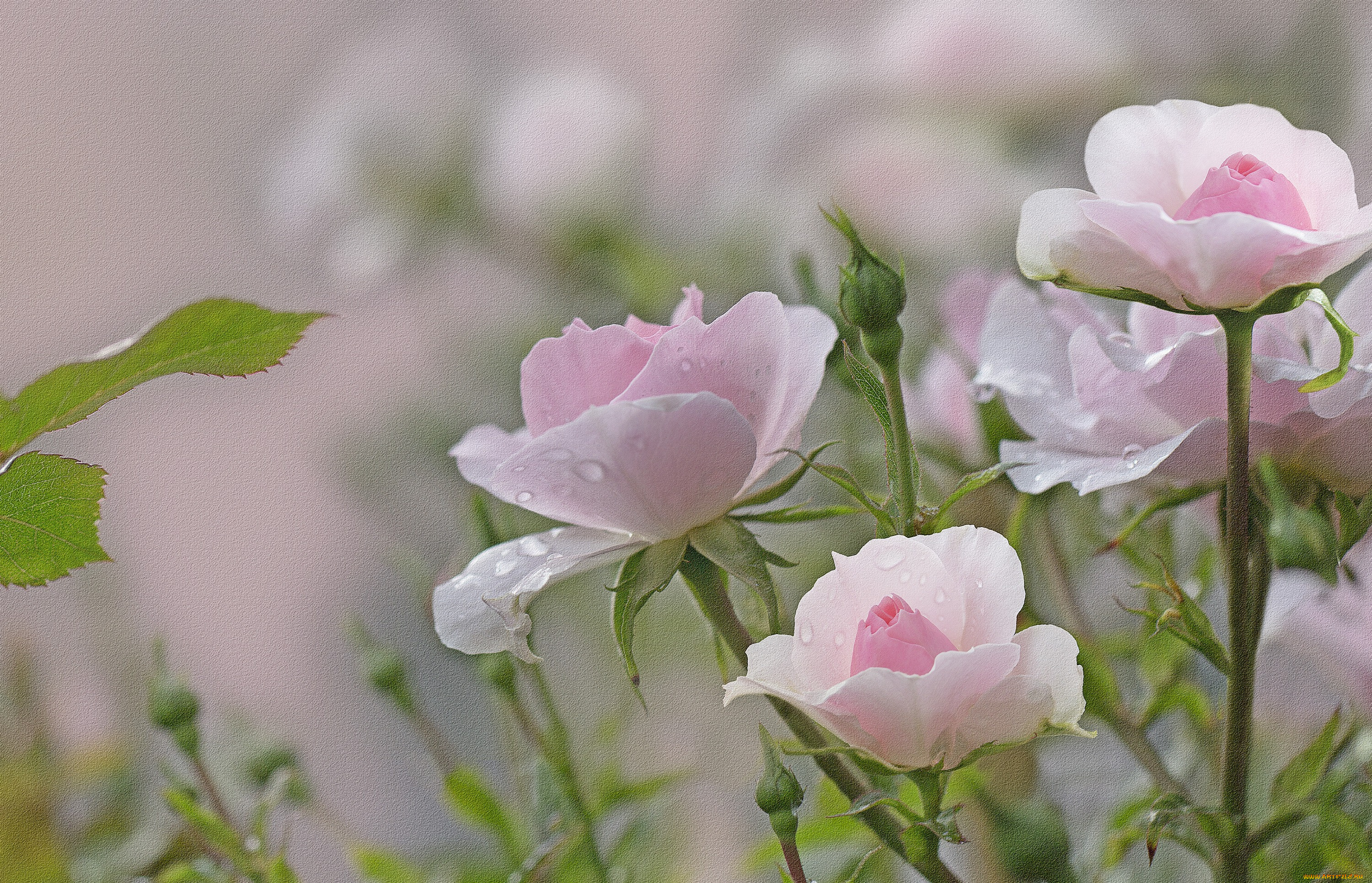 разное, компьютерный, дизайн, blossoms, leaves, petals, bud, роза, бутон, листья, лепестки, rose, цветение