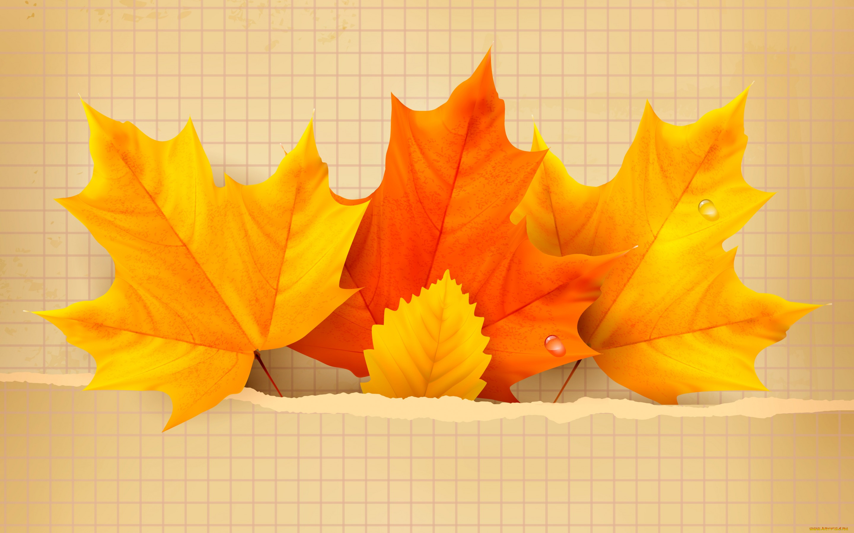 векторная, графика, природа, , nature, autumn, leaves, maple, листья, осенние, фон