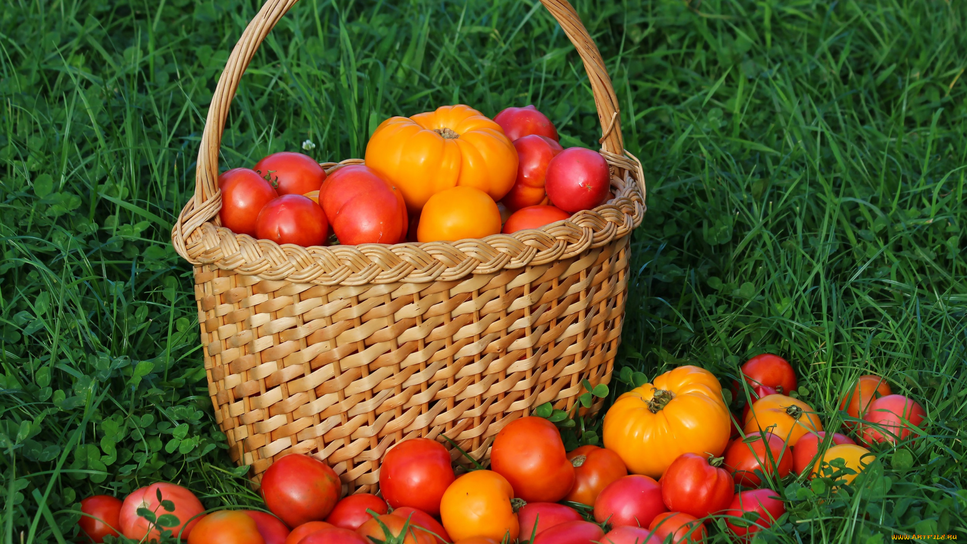 еда, помидоры, витамины, дача, осень, томаты, урожай, вкусно, томат