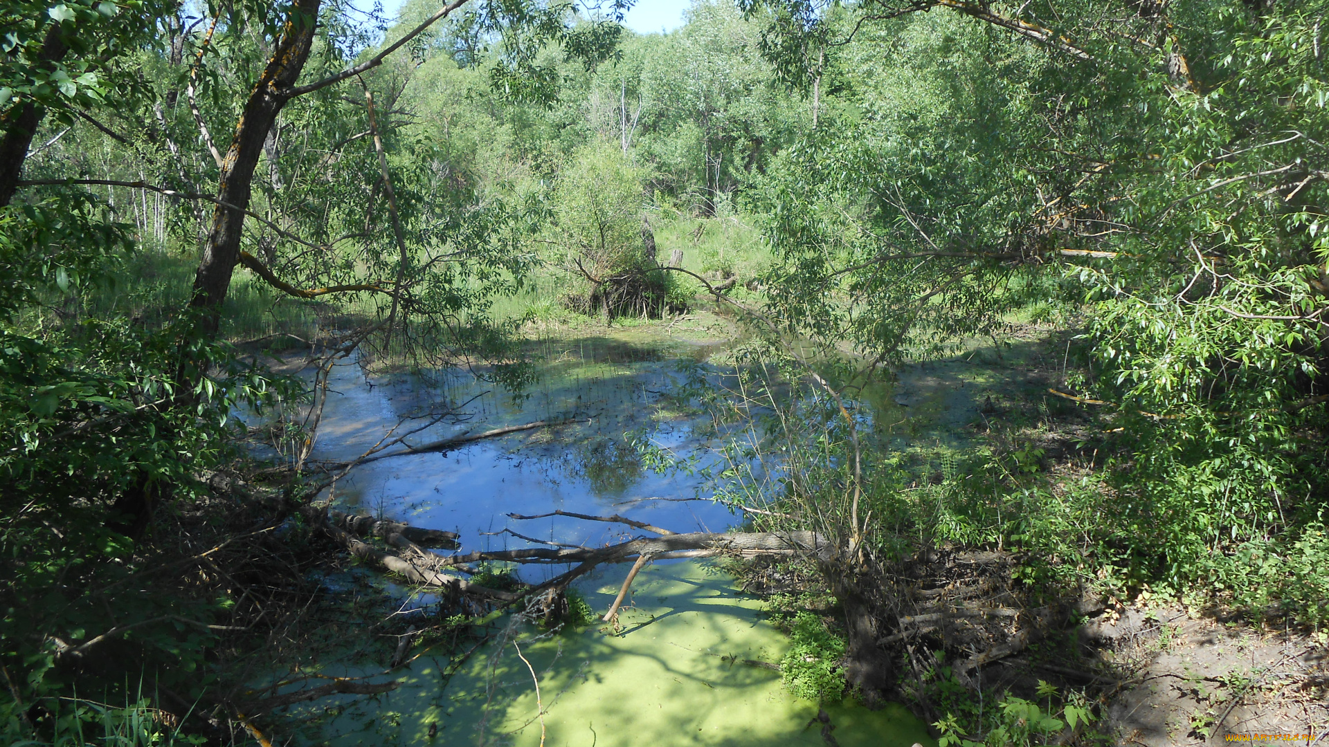 озеро, природа, лес, летом, водоем