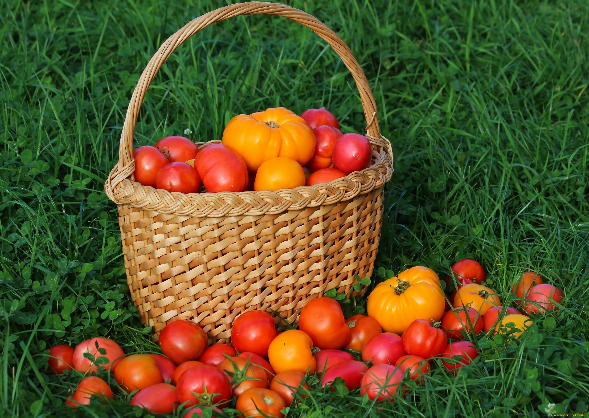 еда, помидоры, витамины, дача, осень, томаты, урожай, вкусно, томат