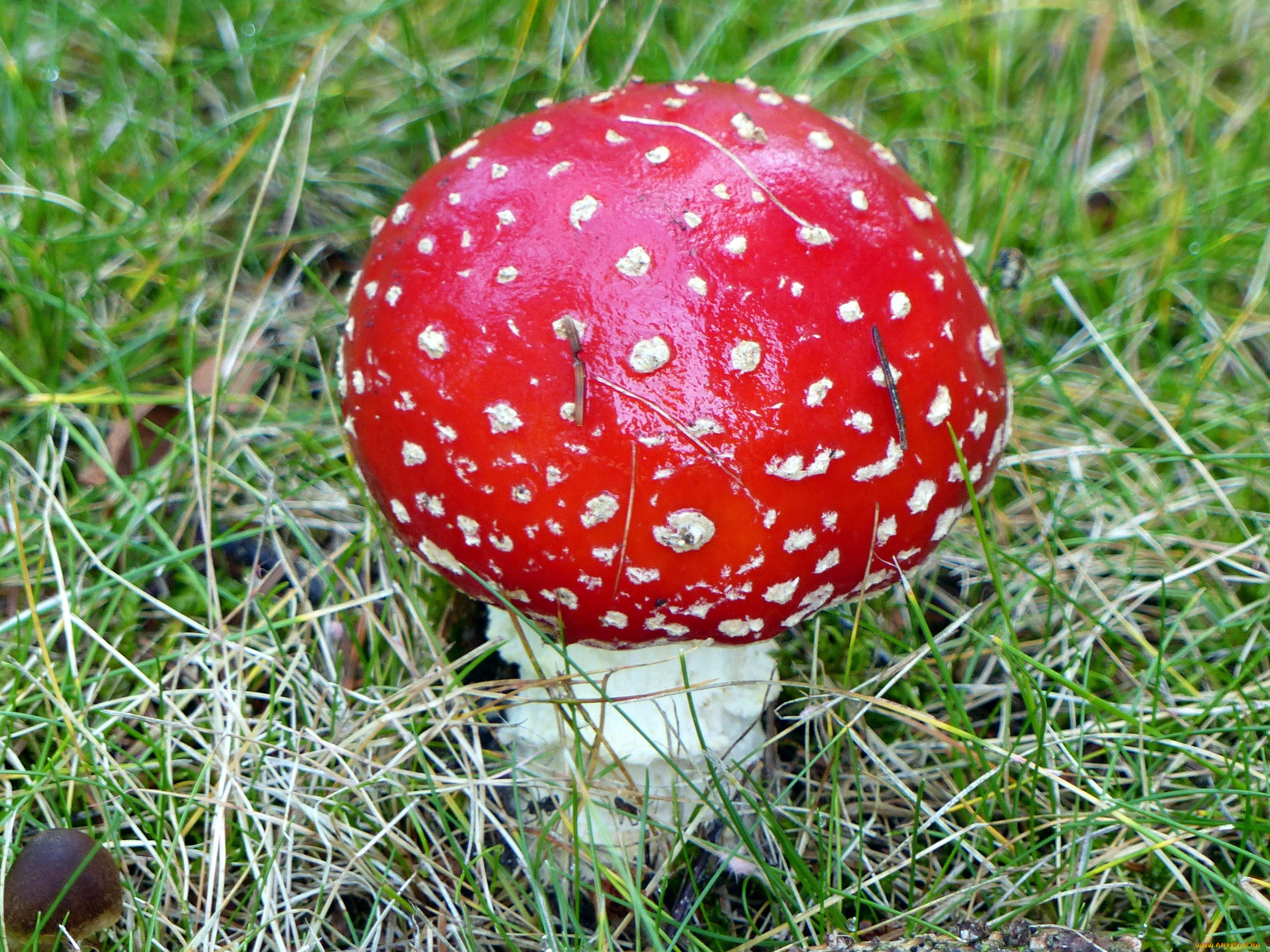 Amanita