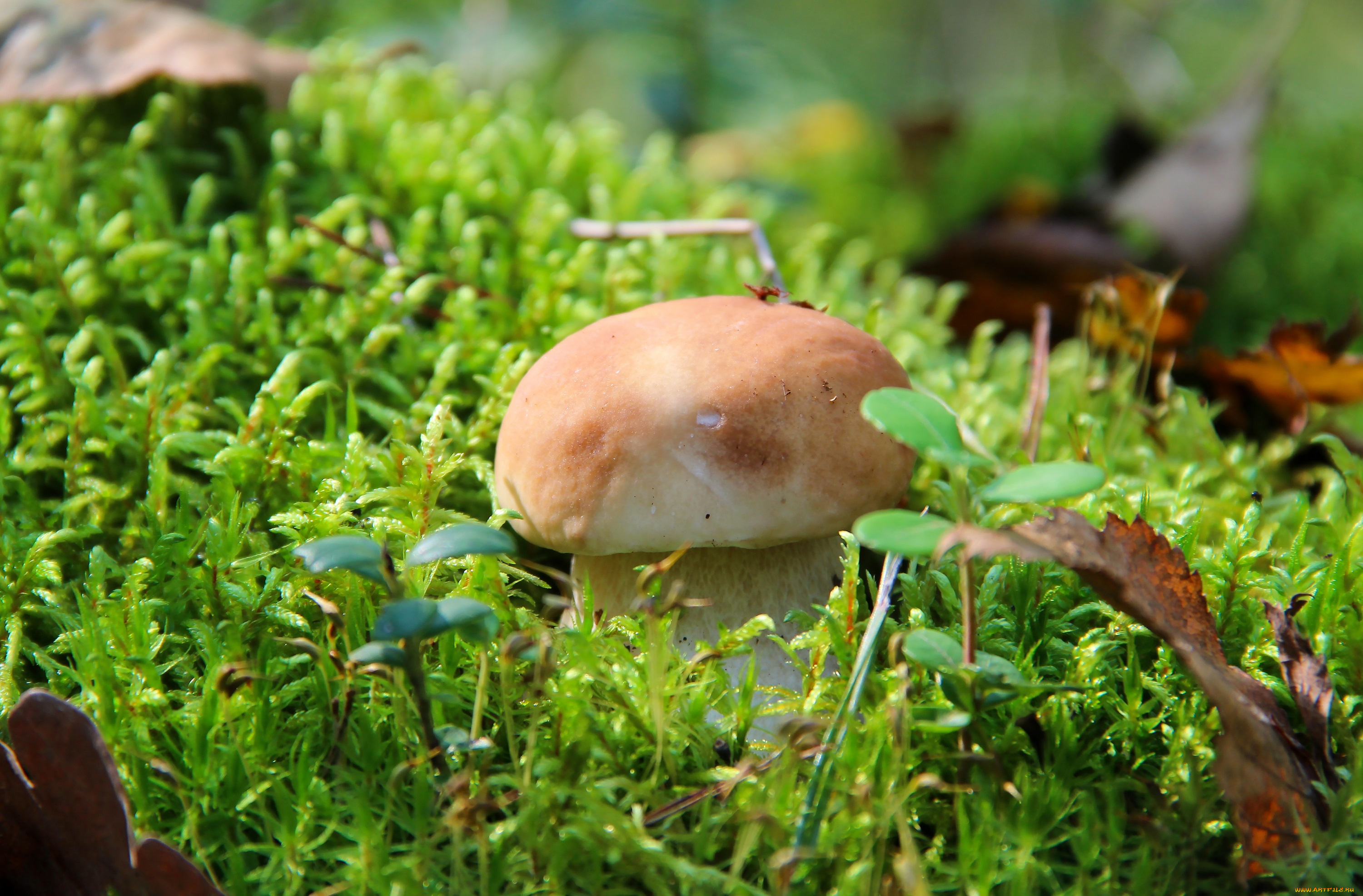 природа, грибы, тихая, охота, белый, гриб, лес, осень