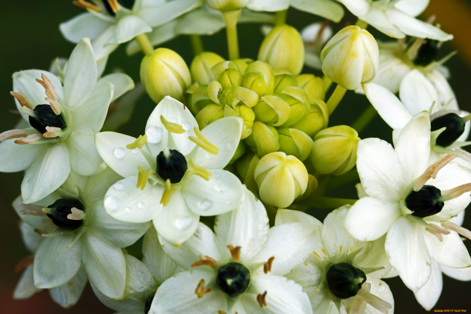 ornithigalum, flower, птицемлечник, цветы, ornithigalum, flower